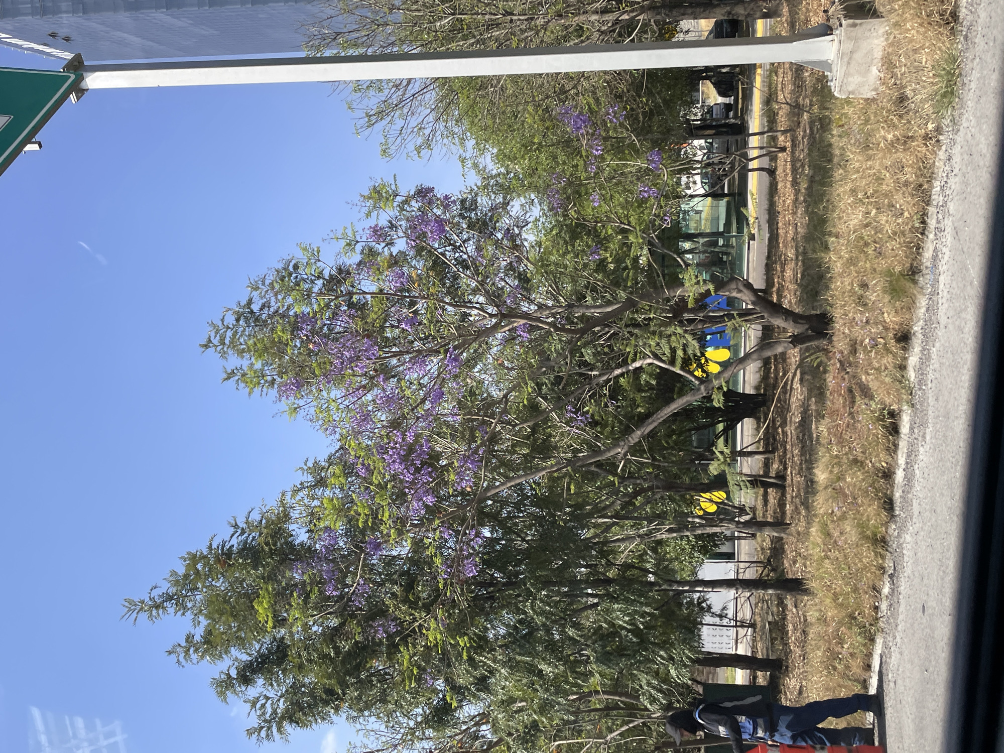 Purple flowering tree captured in San Bernardino Tlaxcalancingo street