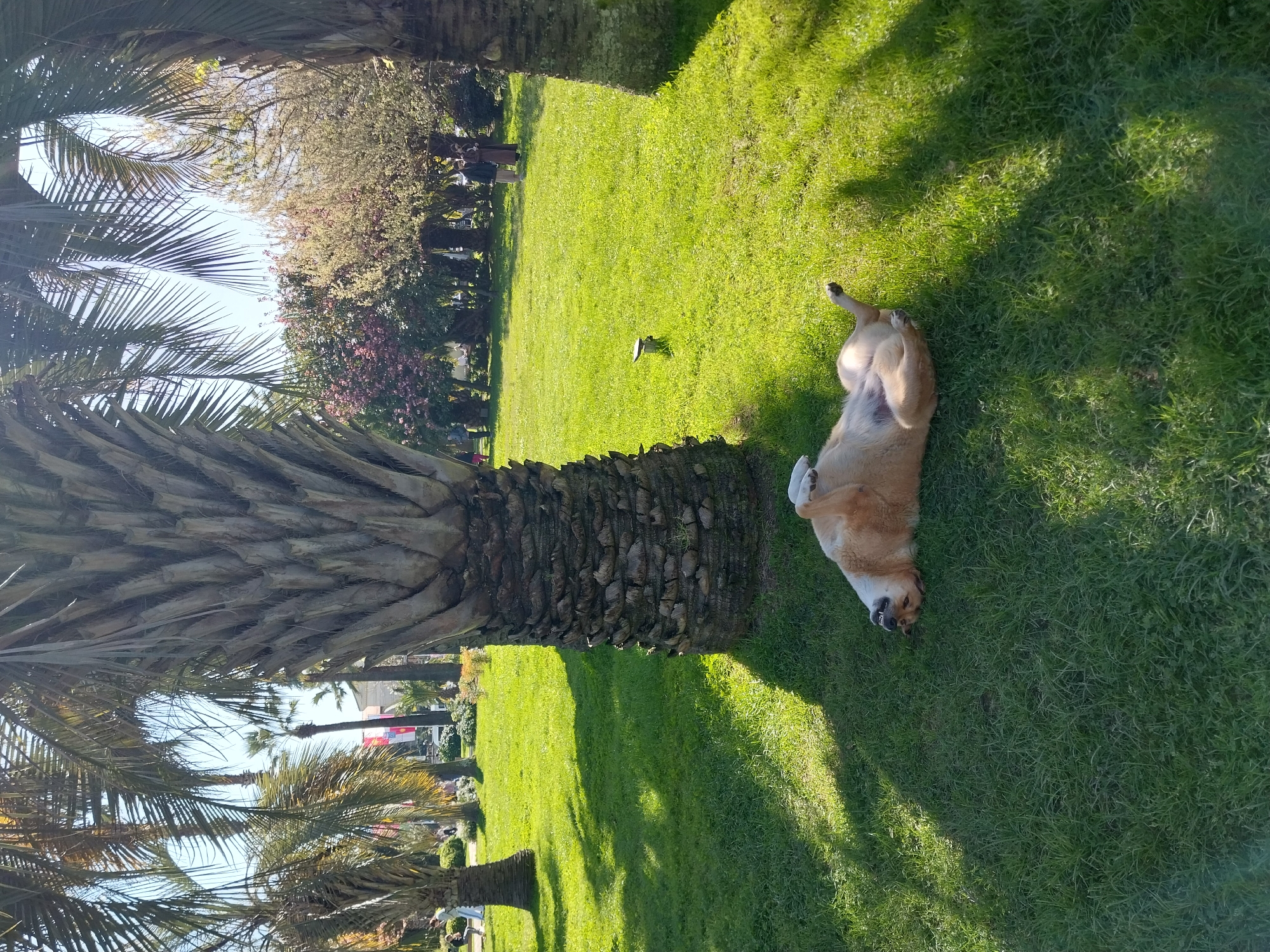 Dog enjoys sunny afternoon rest in Sochi park