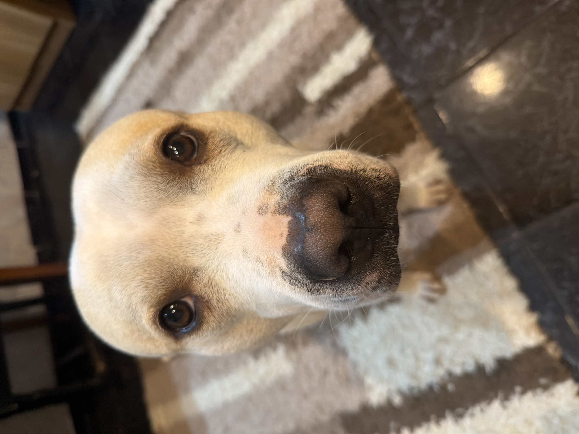 Dog photographed close-up in Varna, Bulgaria