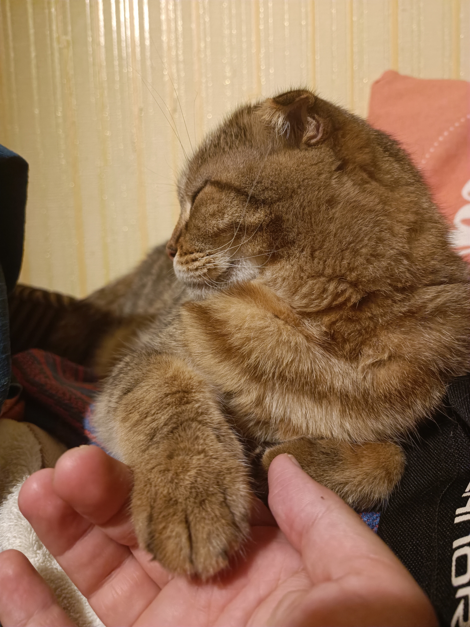 Scottish Fold tabby cat at rest in a Kyiv apartment