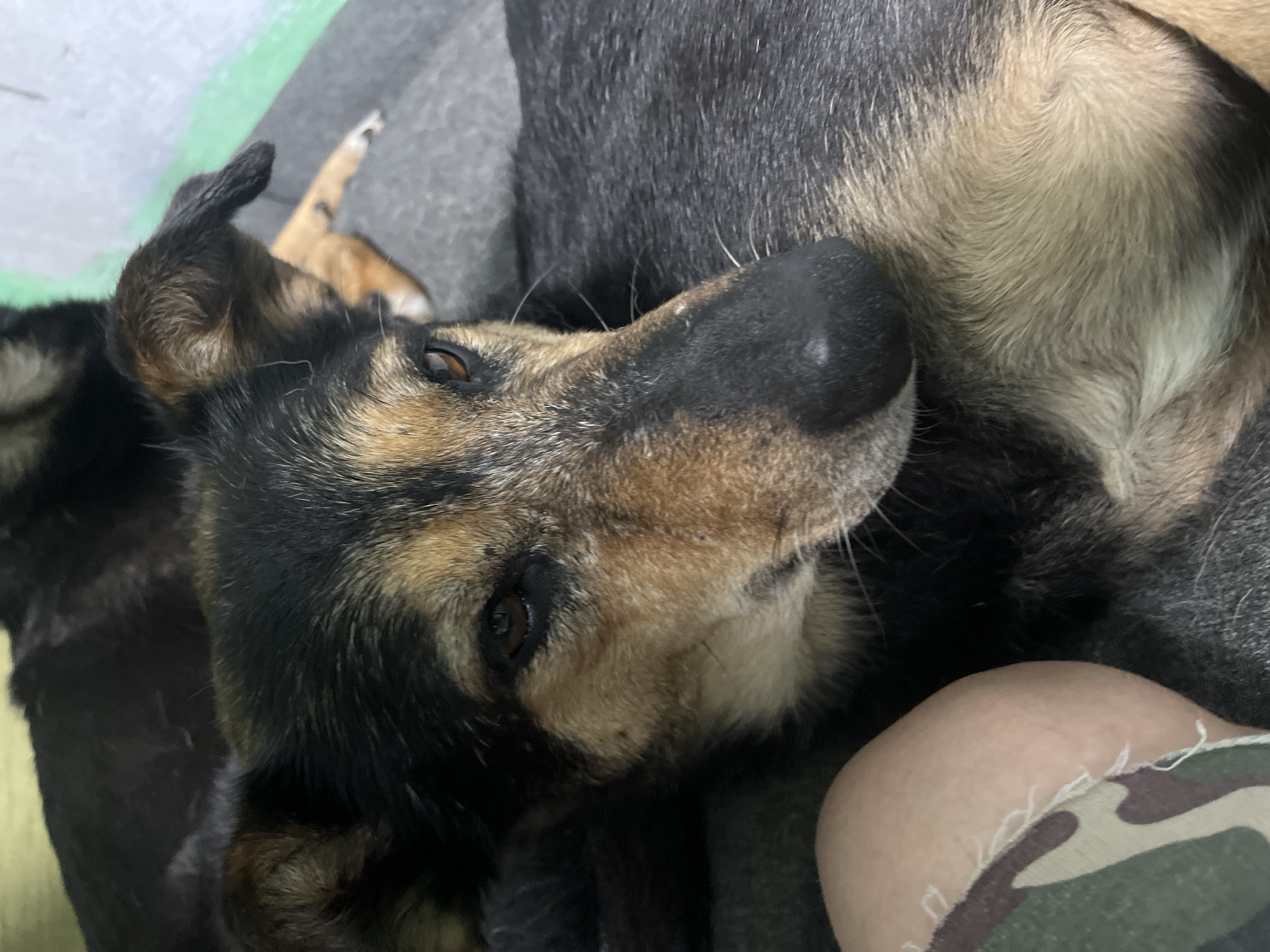 Pets, toads, and a spider — a casual animal-filled evening in Nizhny Tagil