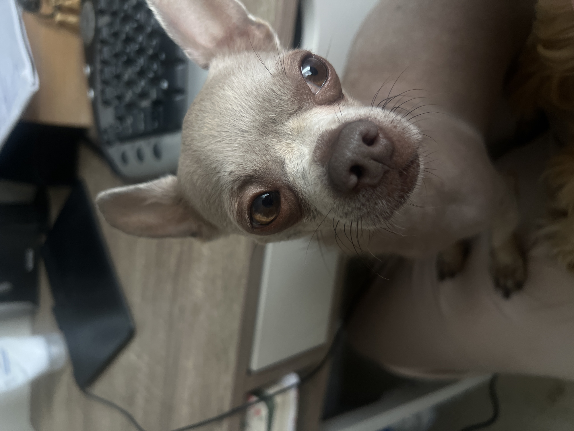 Chihuahua chills on a desk beside a computer in Kharkiv
