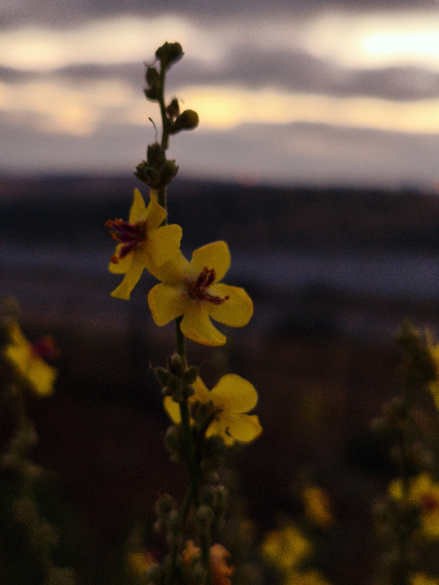 Dusk stop near Lachish barrier road, wildflowers and selfies