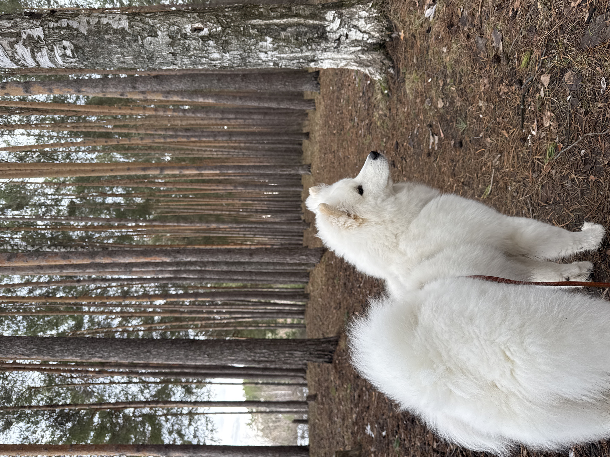 Morning encounters captured in Chaikovsky, Russia