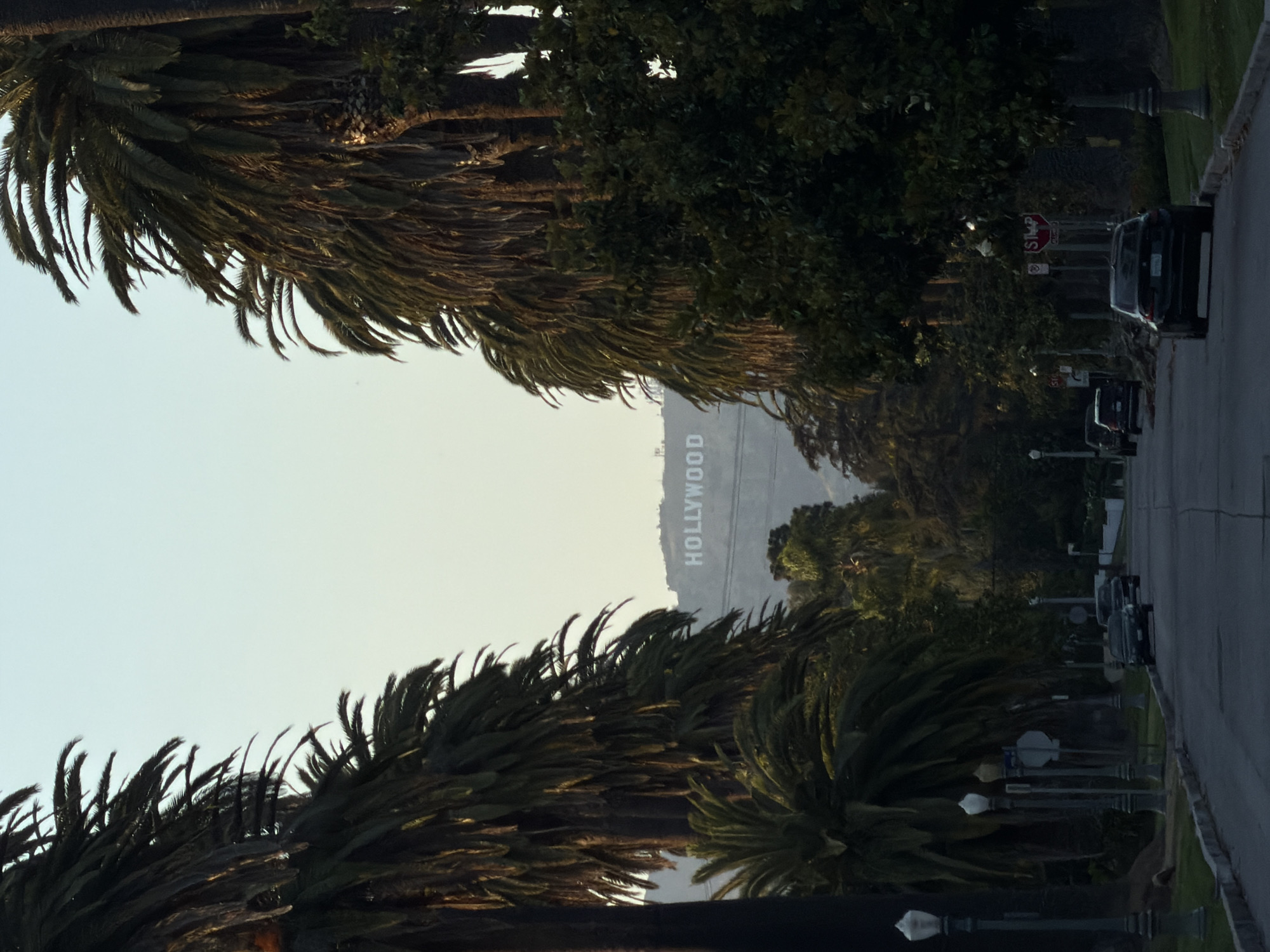 Early morning Hollywood sign and magnolia bloom captured in LA