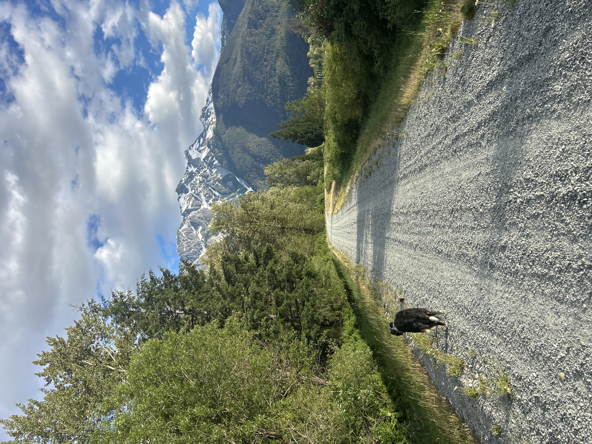 Dog on a gravel road, Pemberton Valley mountains behind