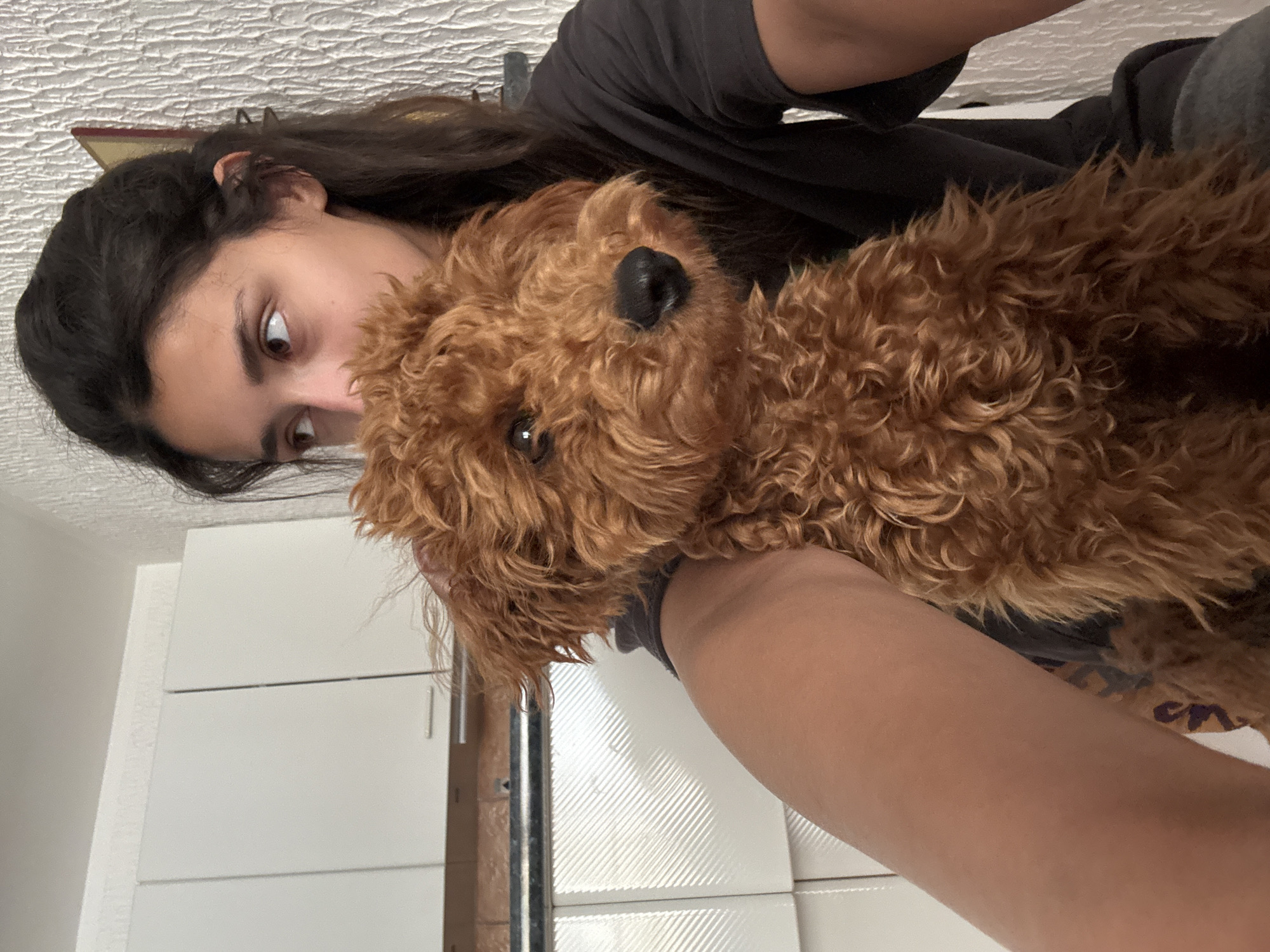 Morning domestic moments with poodle documented in Sutomore home