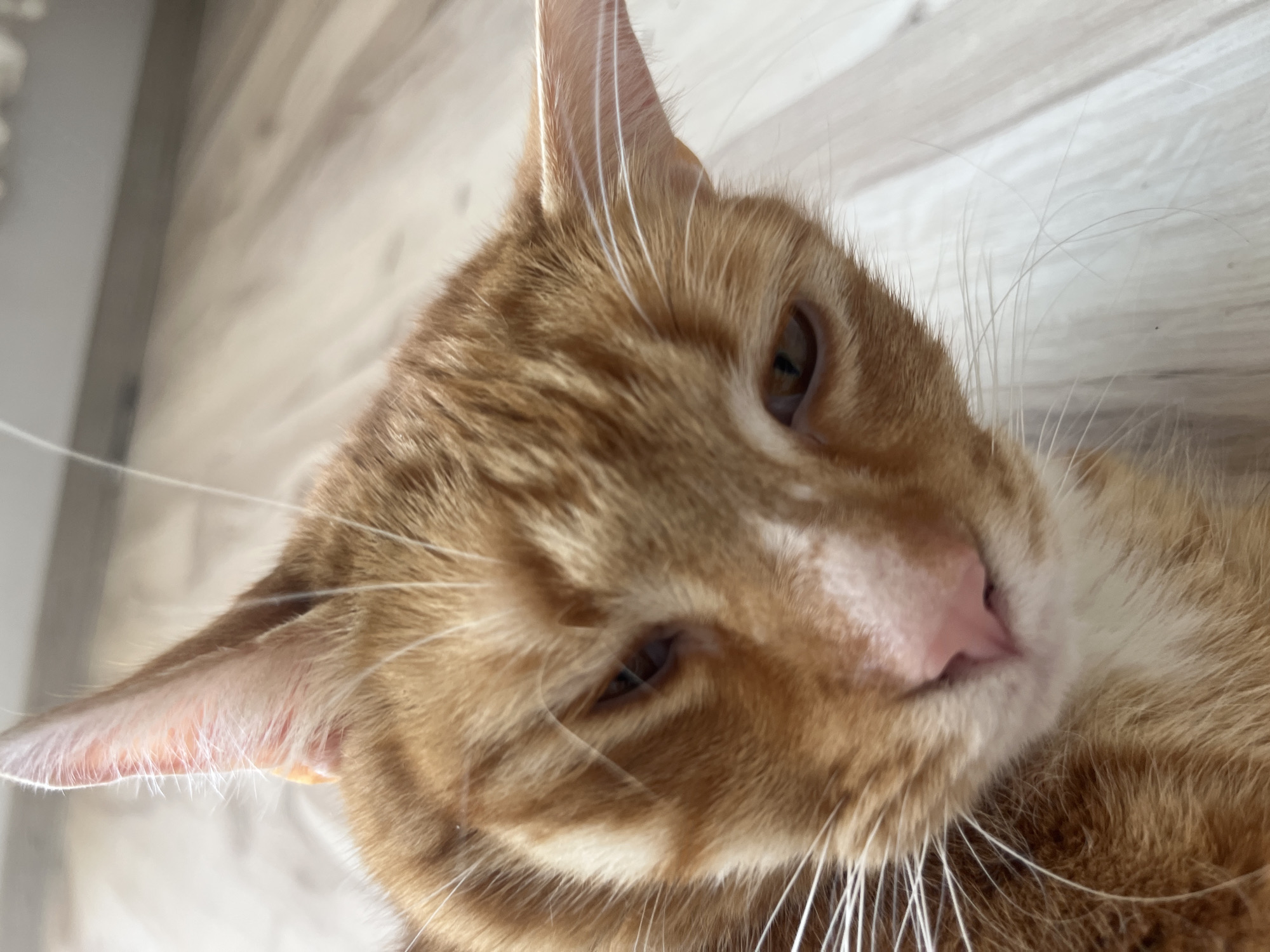 Orange tabby cat relaxes on a wooden floor in Zabrze