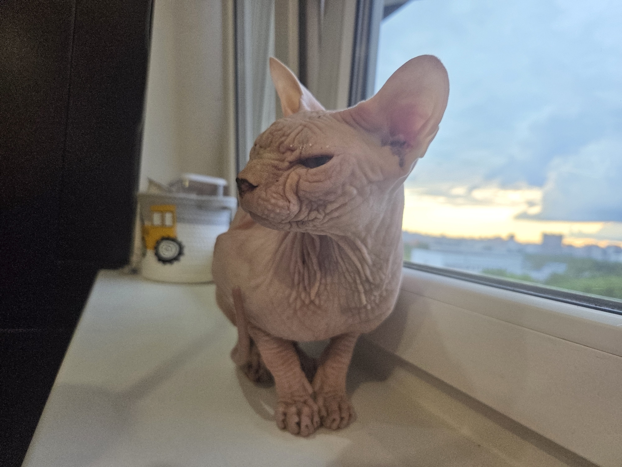 Moscow apartment life: a Sphynx cat, city views, and odds and ends