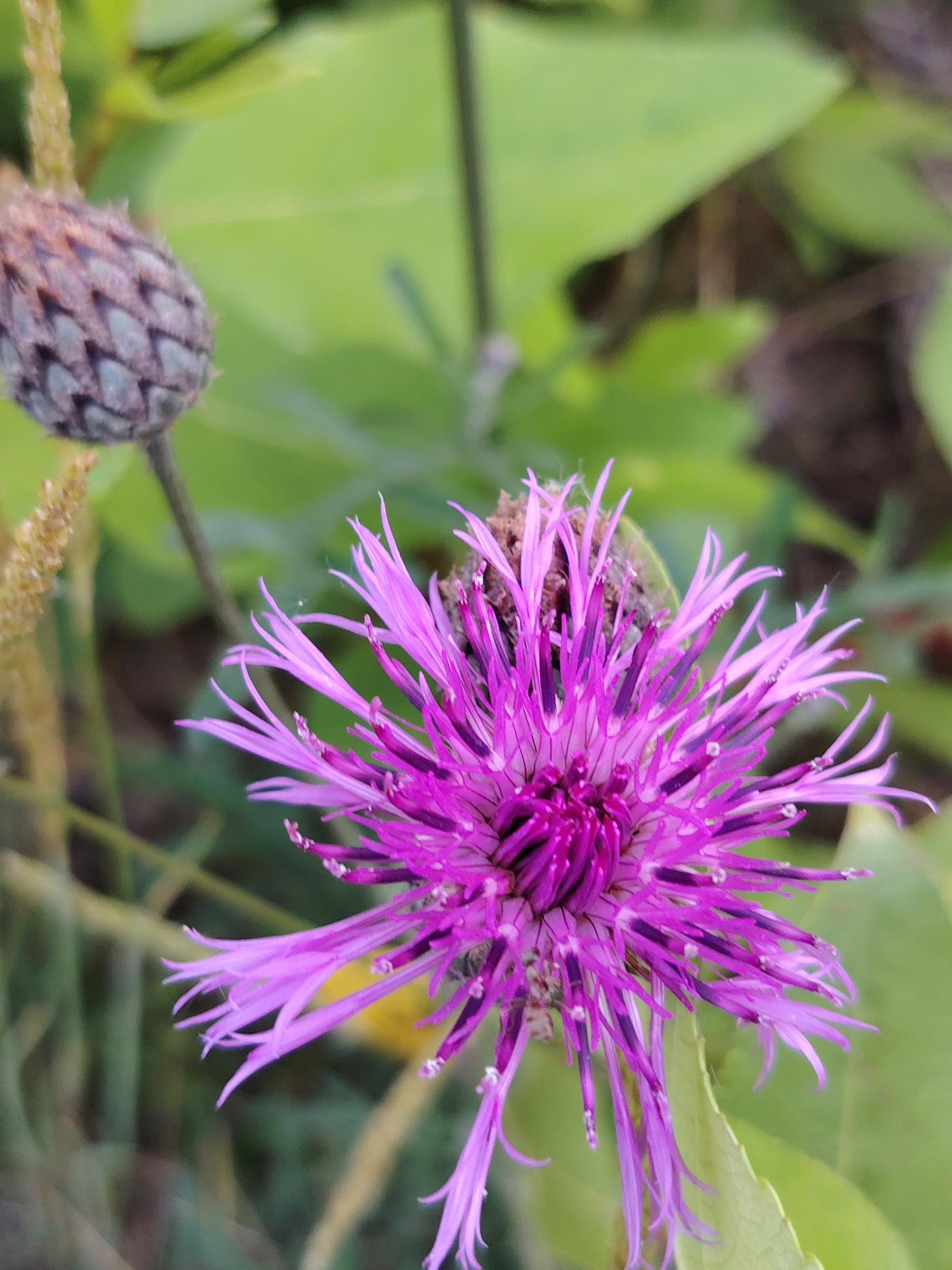 Fishing and wildflowers by the Kama River near Chaikovsky's hydroelectric dam