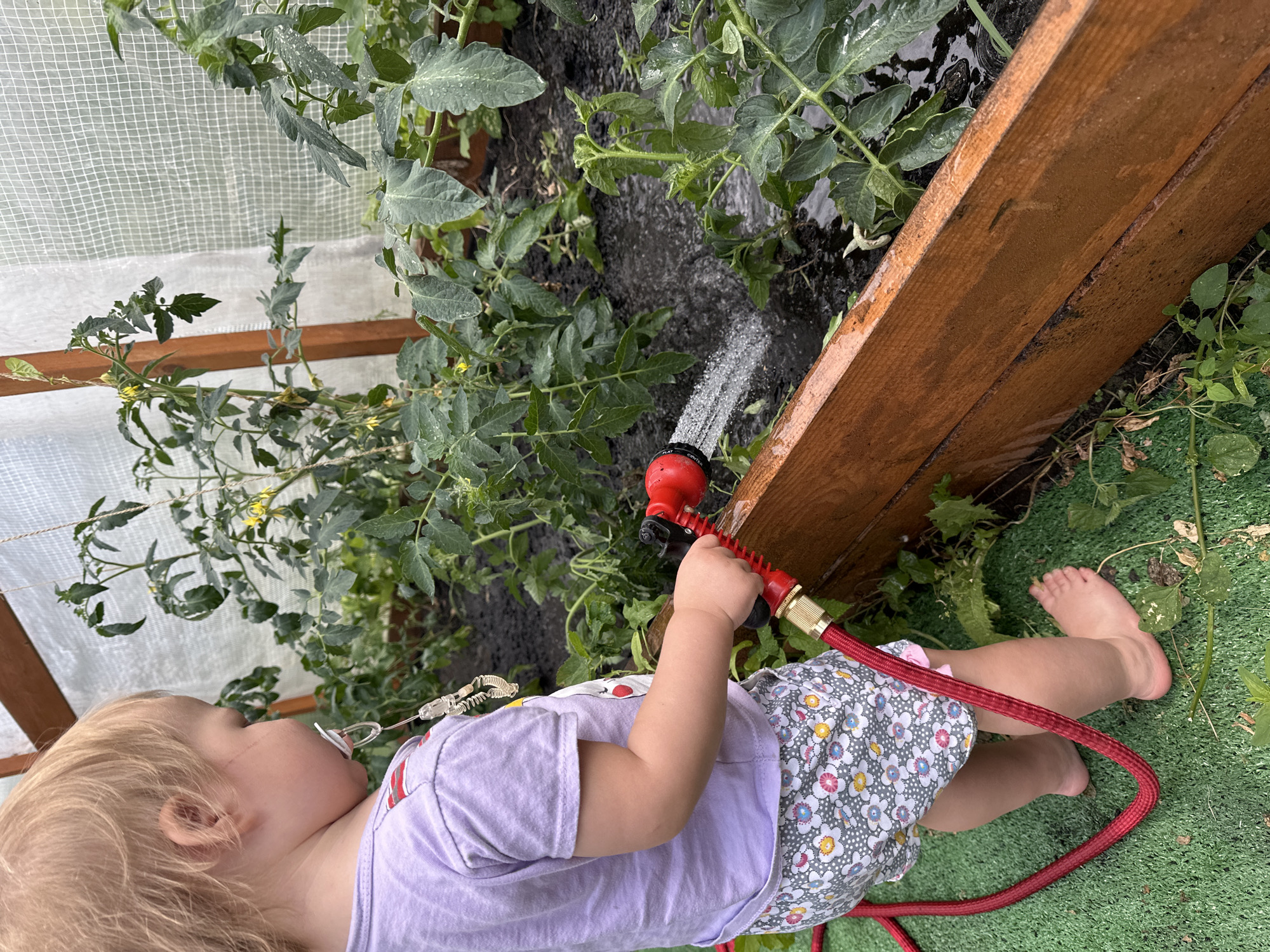 Toddler waters tomato plants in a Nizhny Novgorod greenhouse