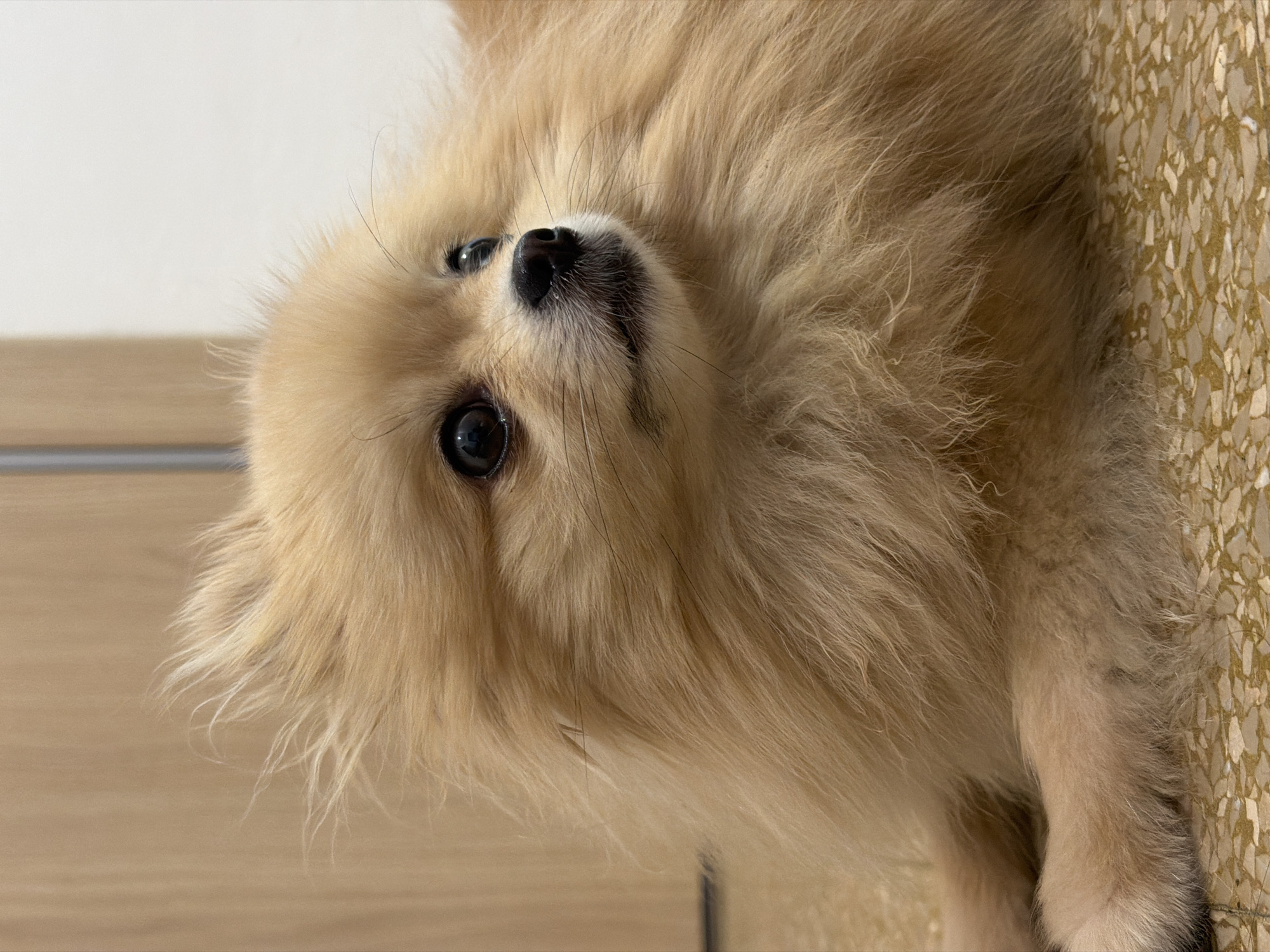 Pomeranian dog photographed repeatedly inside a Barcelona apartment