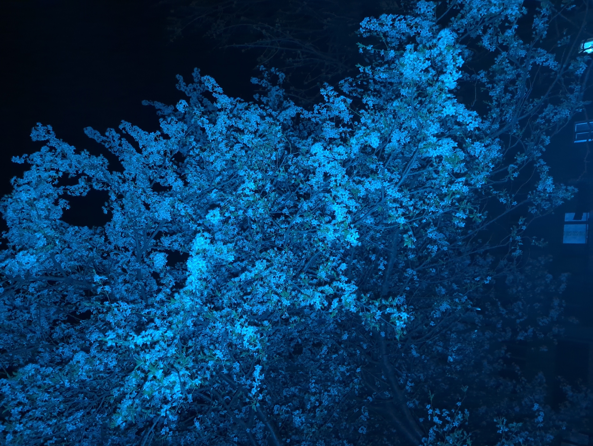 Illuminated blossoming tree photographed at night in Razgrad, Bulgaria