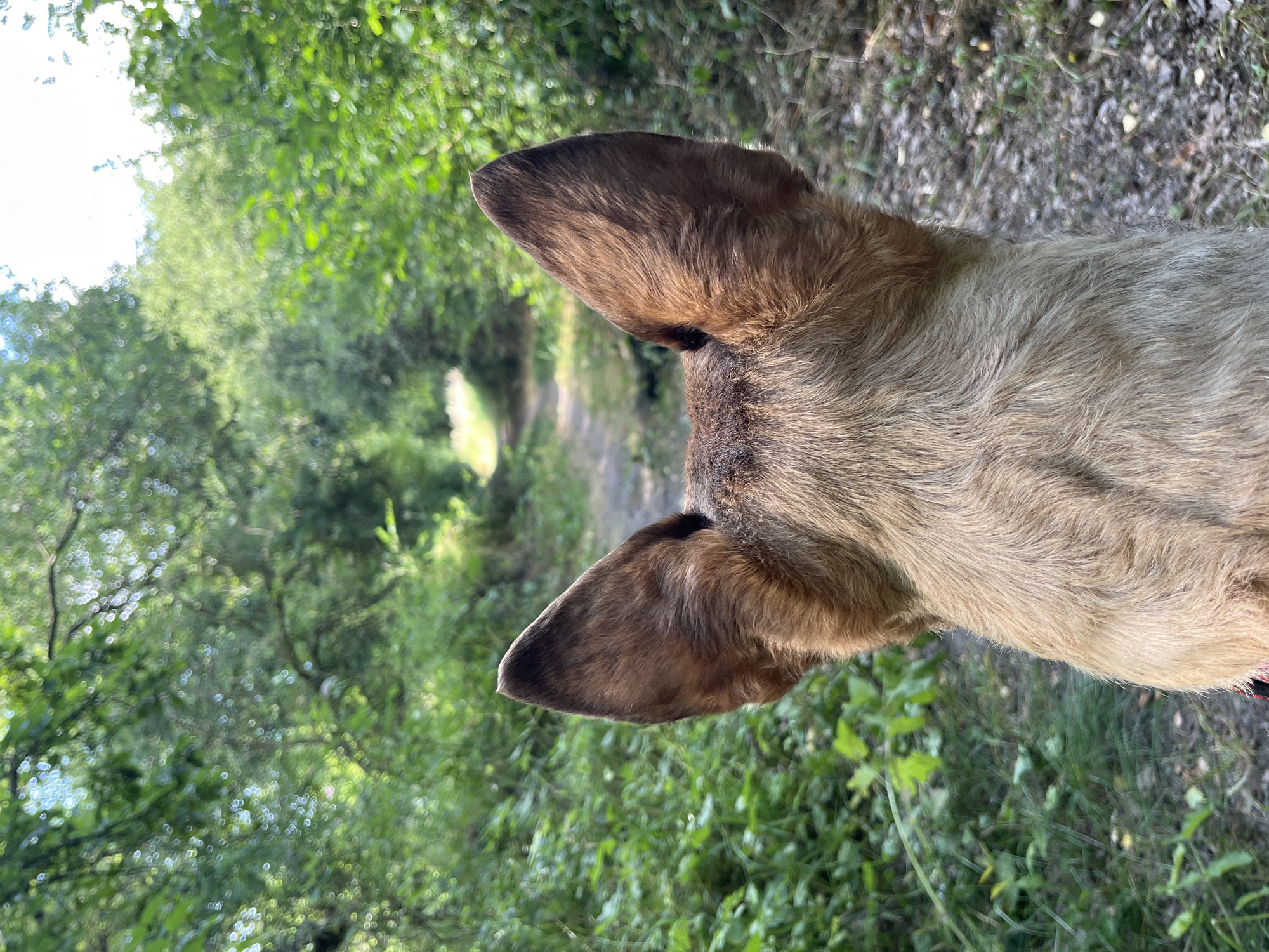 Dog walk through Belgian countryside, wildflowers and forest paths