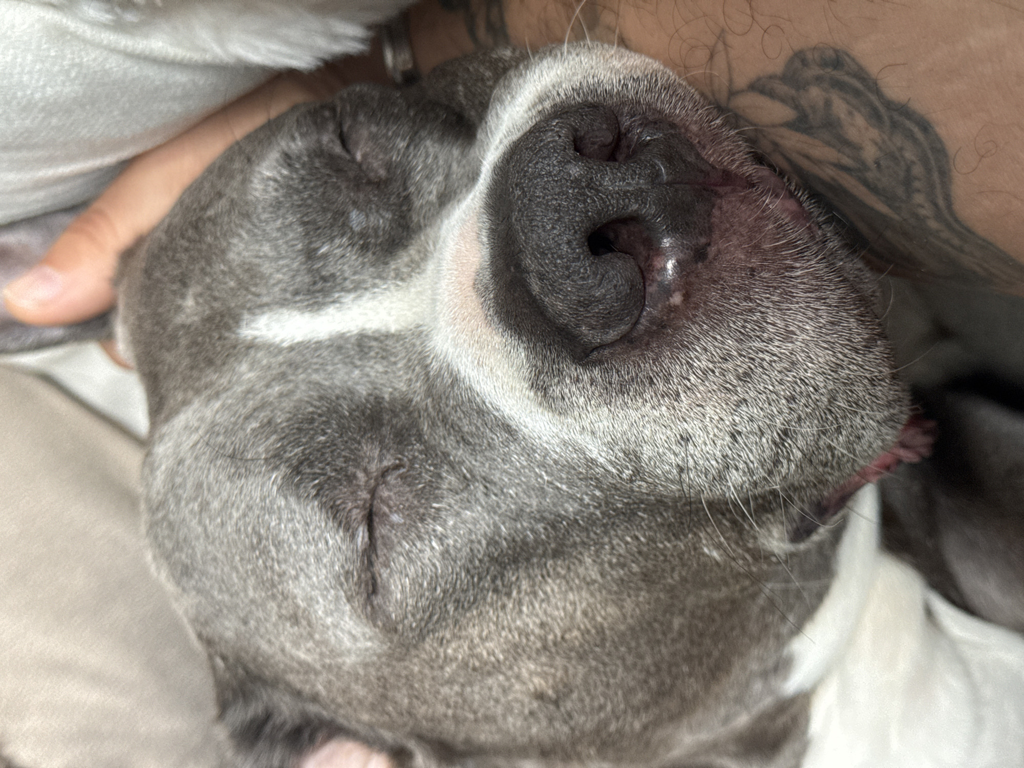 Dog sleeps peacefully with owner in Luxembourg home