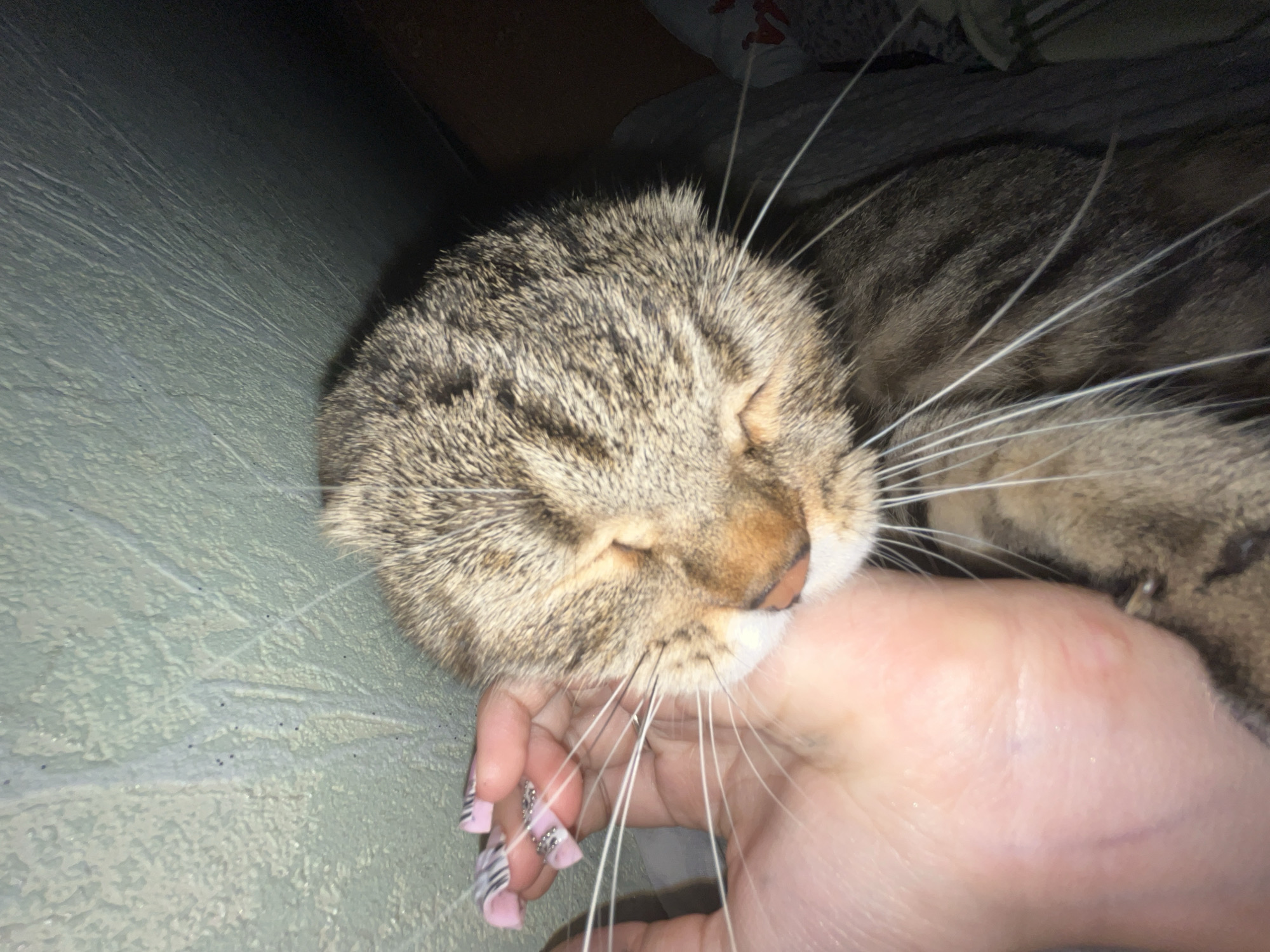 Lazy afternoon with Scottish Fold cat in Semyonov bedroom