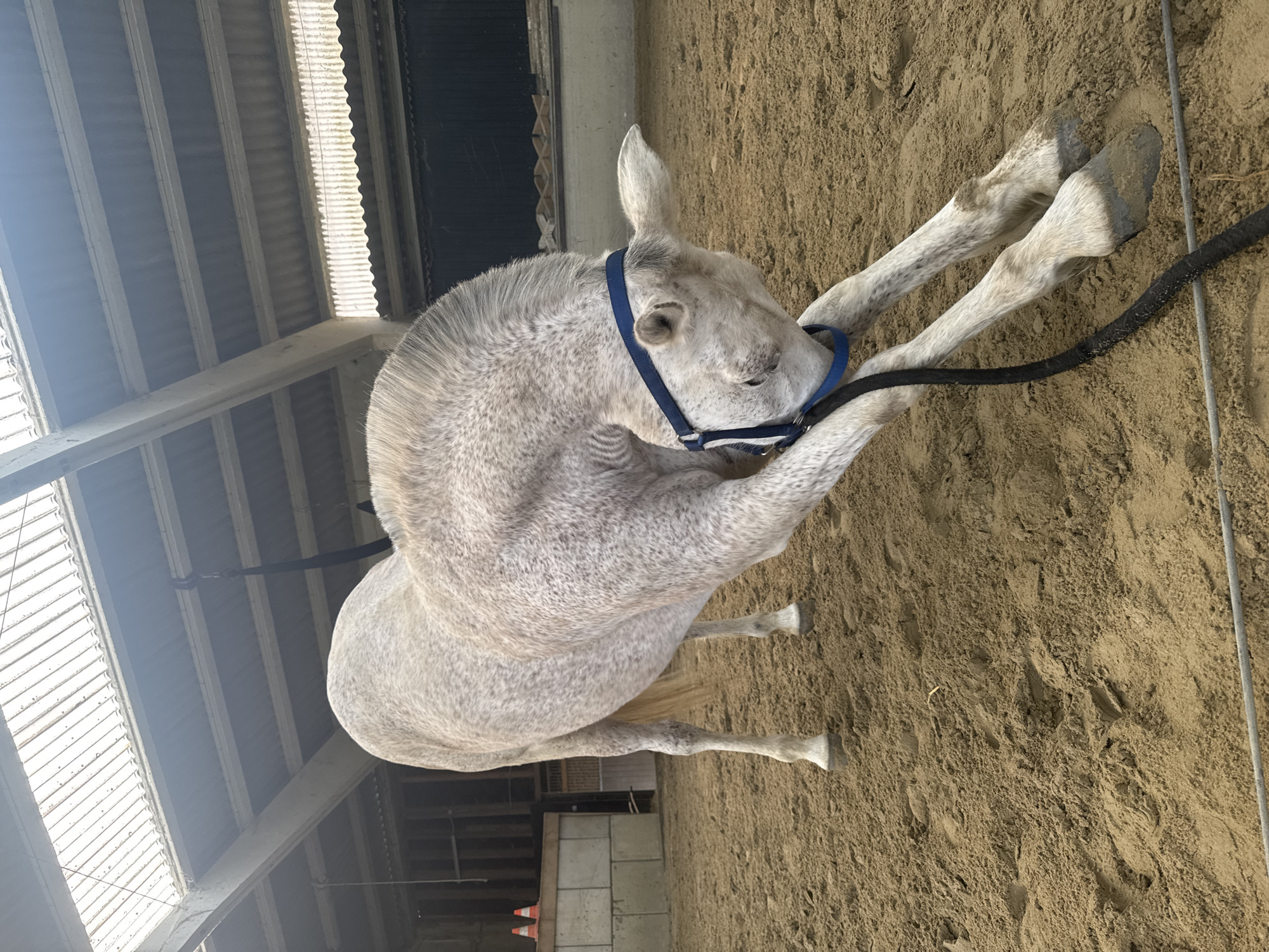 Gray horse observed in indoor arena in Estaimpuis, Belgium