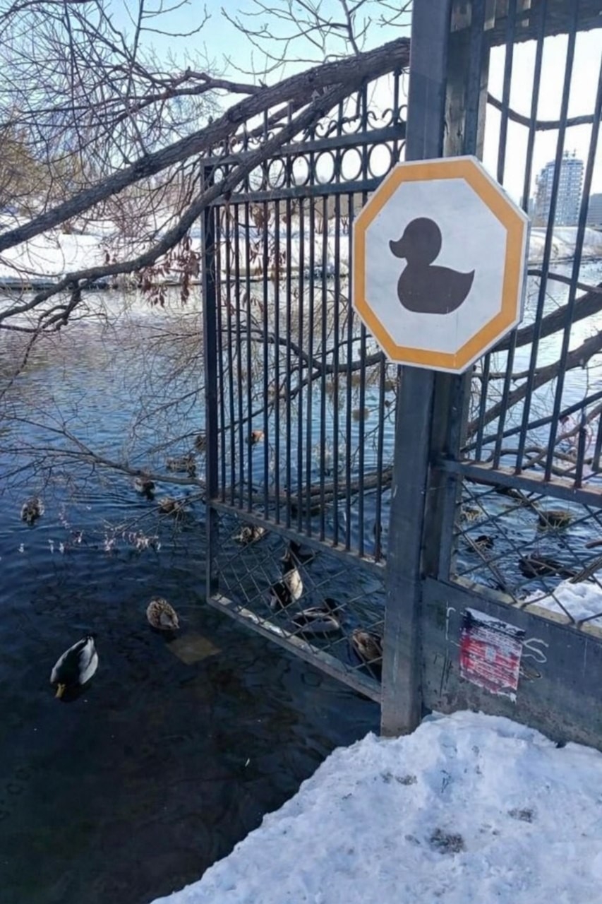 Ducks gather at gated waterway during late winter in Sofia