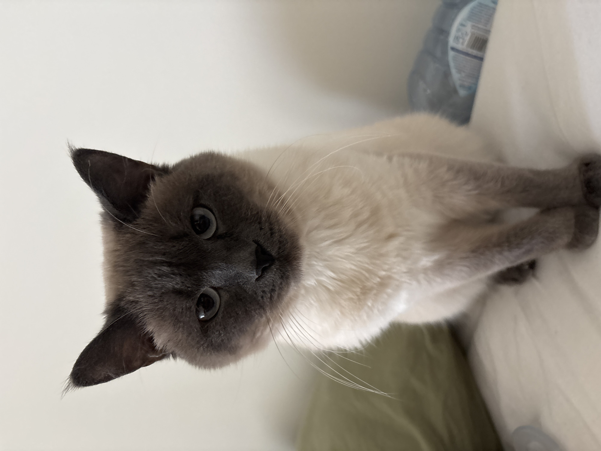 Siamese cat rests with crossed paws in Antwerp home