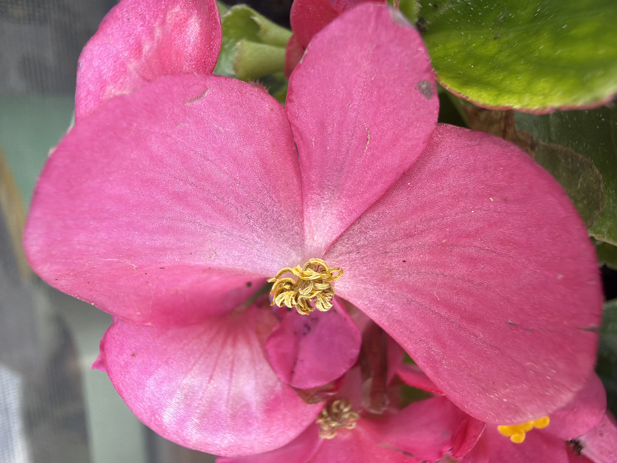 Rural Poland afternoon: flowers, landscapes, everyday moments documented
