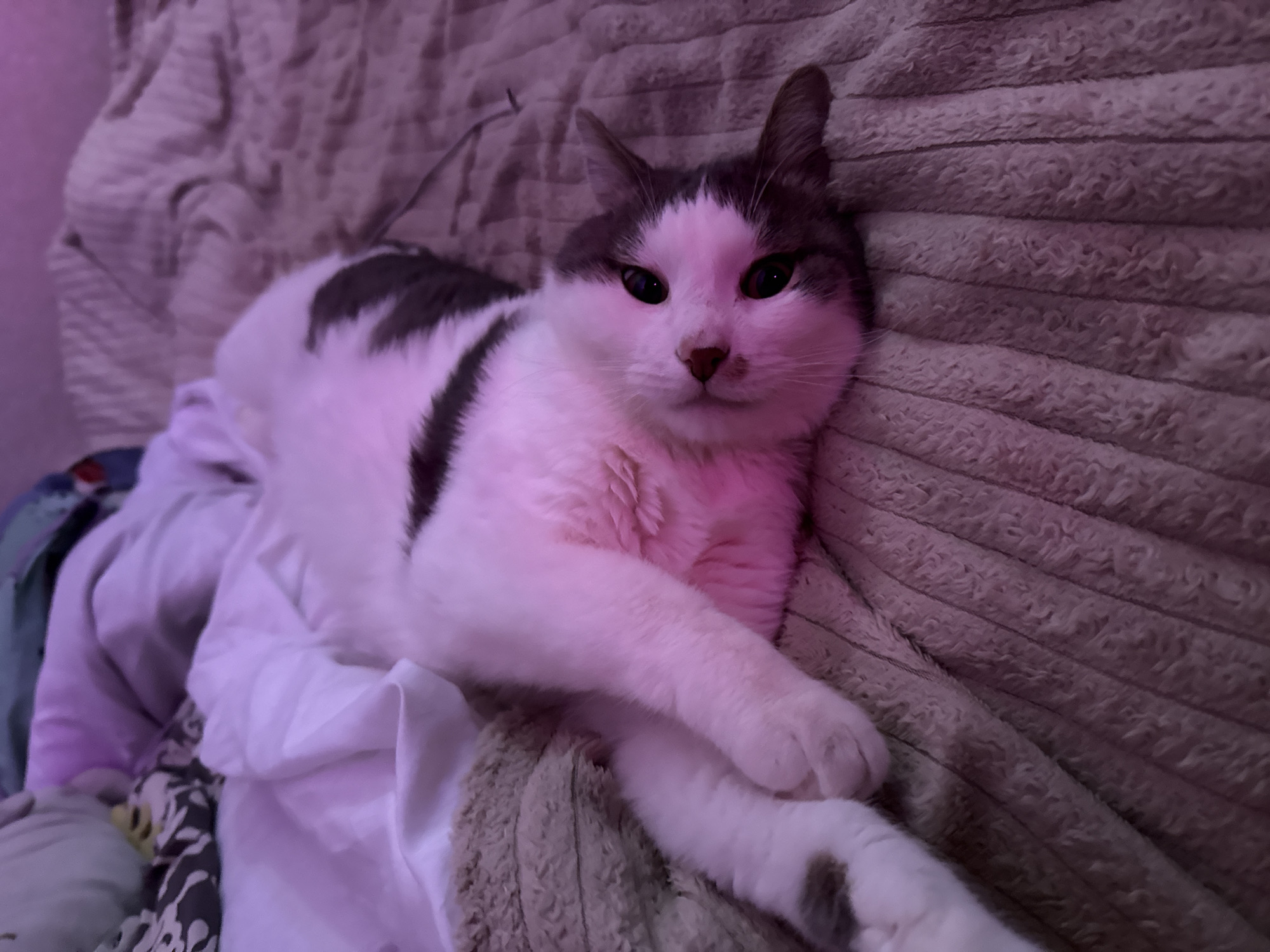 Cats at home and summer skies in Shushary