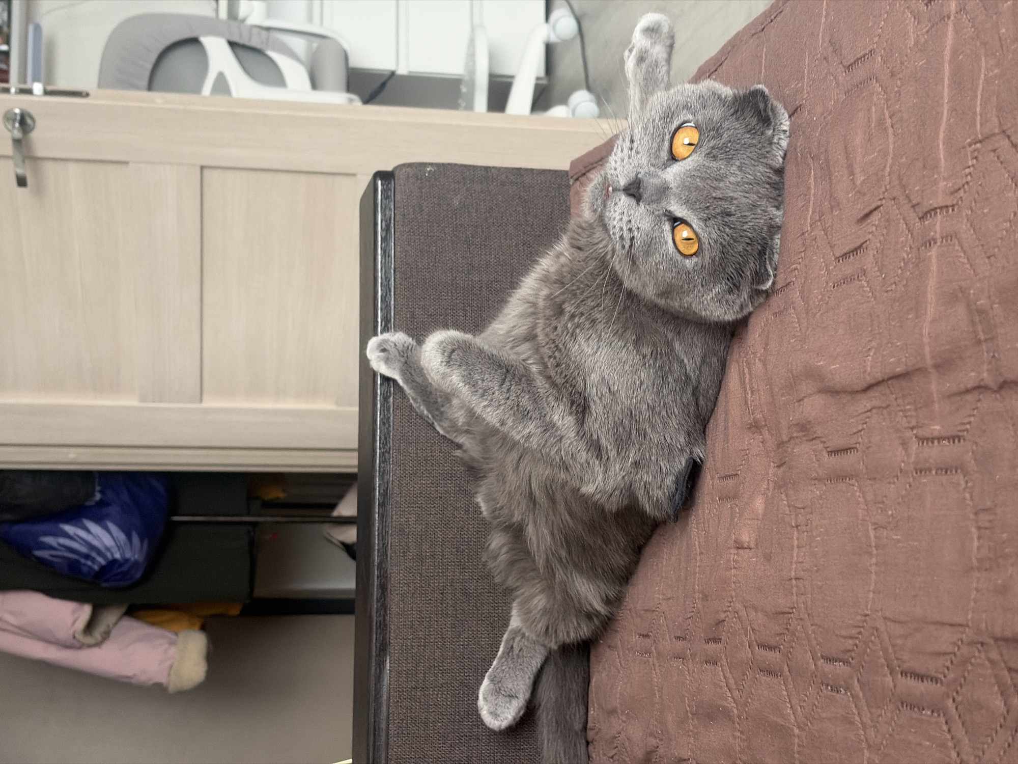 Cat lounges while student works on coursework in Saint Petersburg