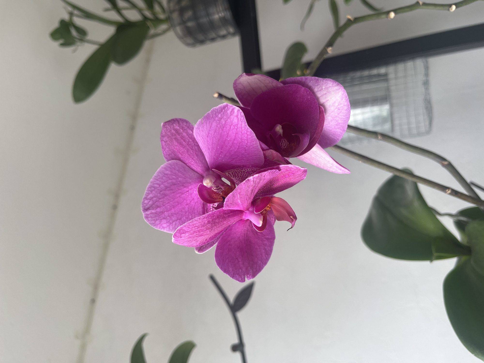 Orchids, strawberries, and houseplants fill a morning plant check