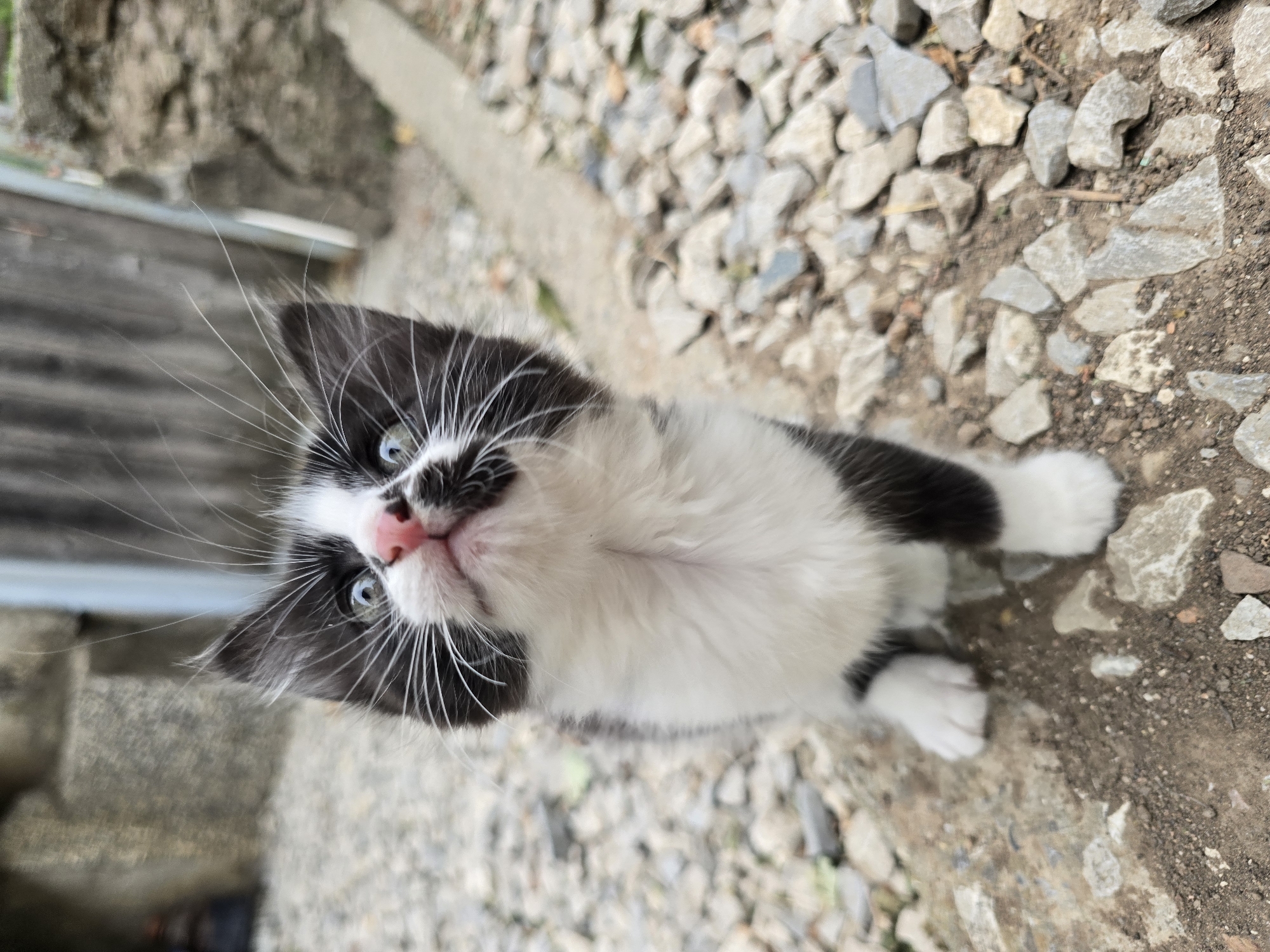 Black and white kitten plays on gravel in Kirchevo, Bulgaria