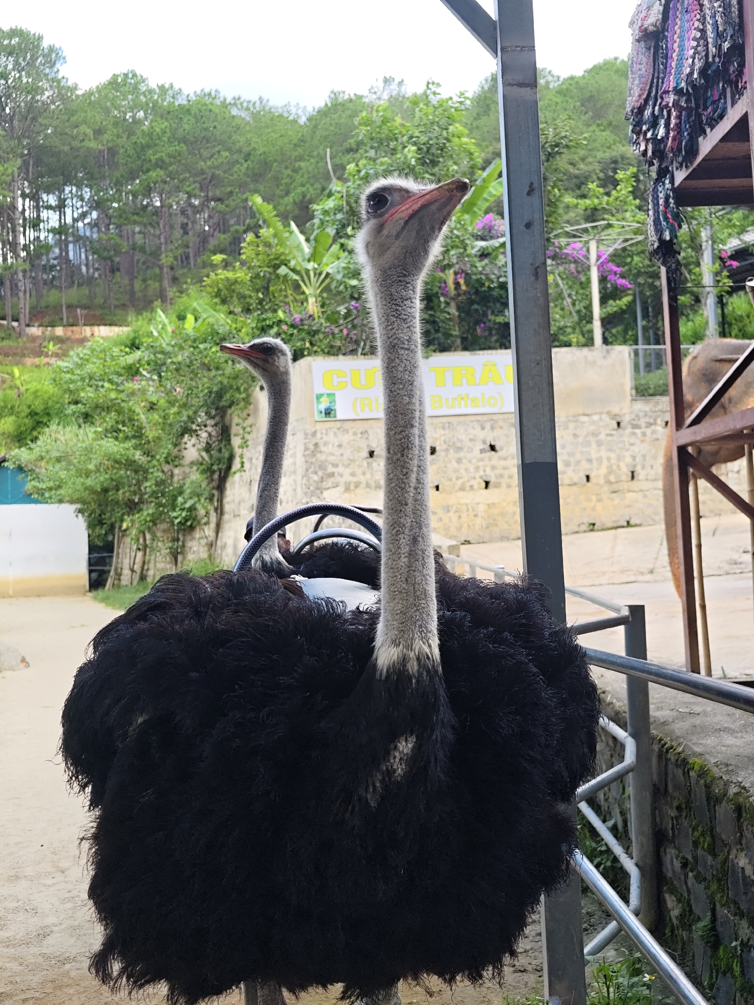 Animal encounters and local products at a Vietnamese eco-tourism stop