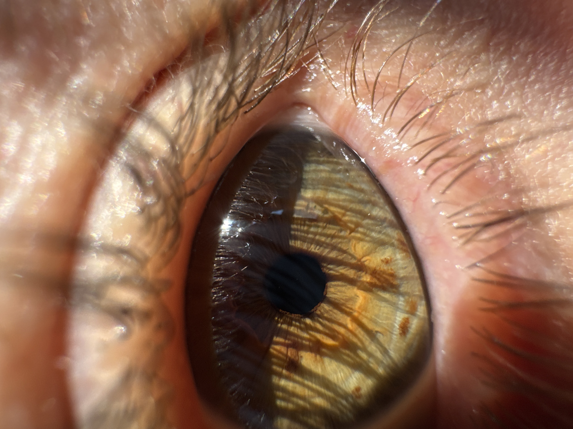 Macro photography session in Tbilisi: eyes, cactus, and backlit leaves