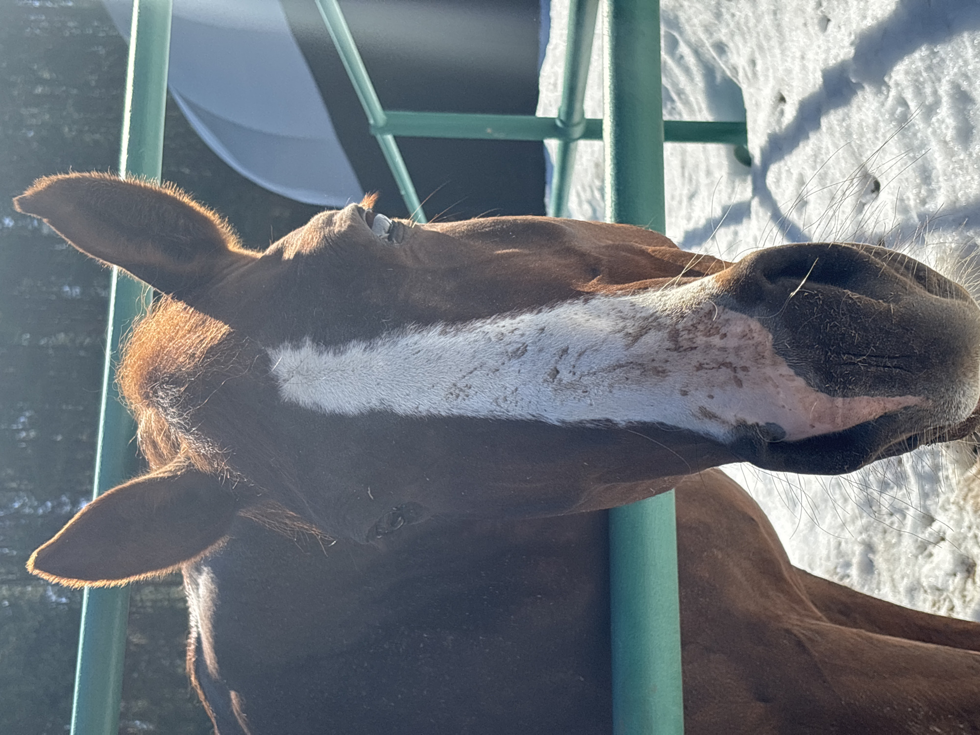 Horses photographed near green fence in Russian village