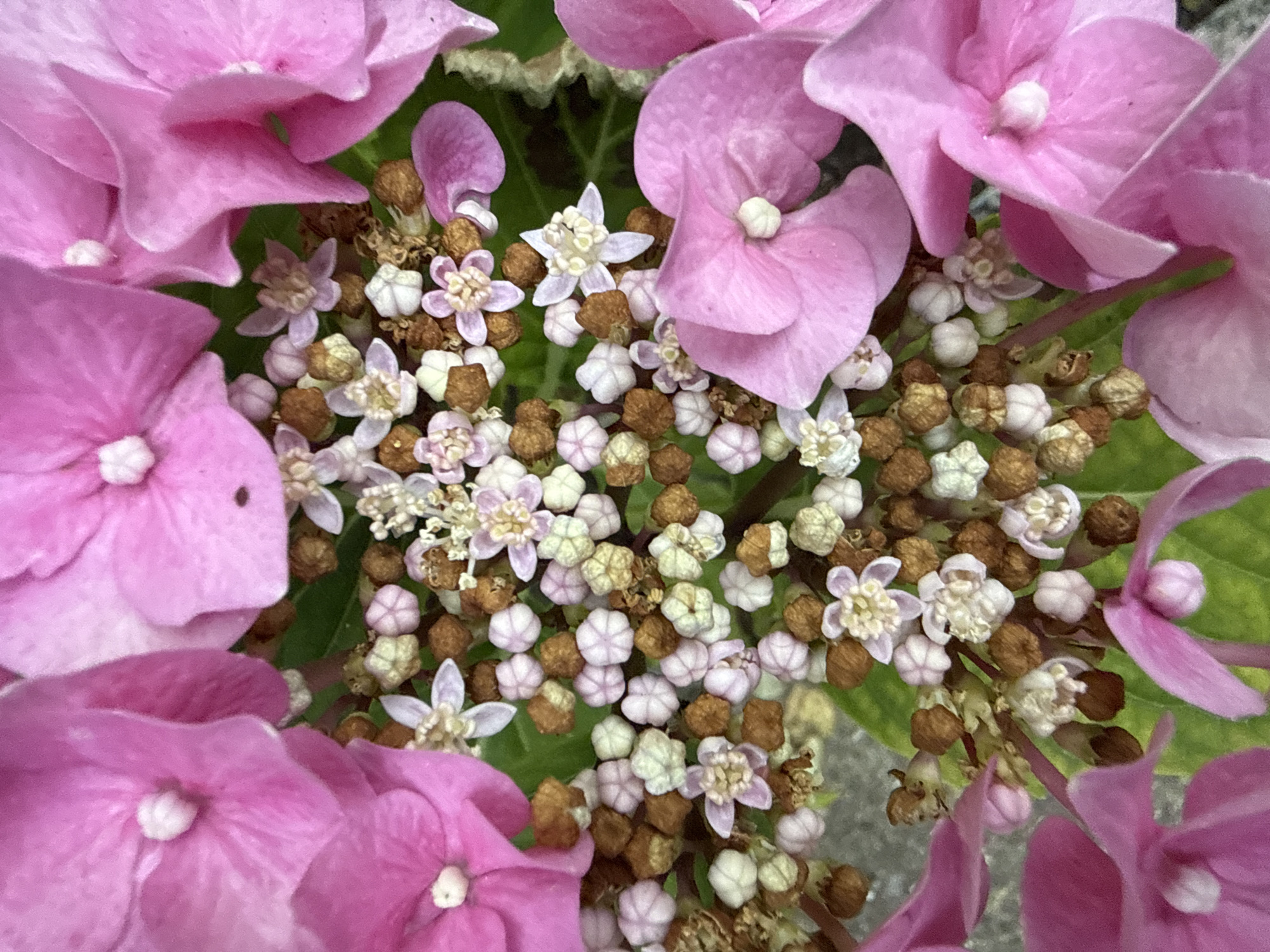 Close-up garden details: hydrangeas, marigold, and green tomatoes