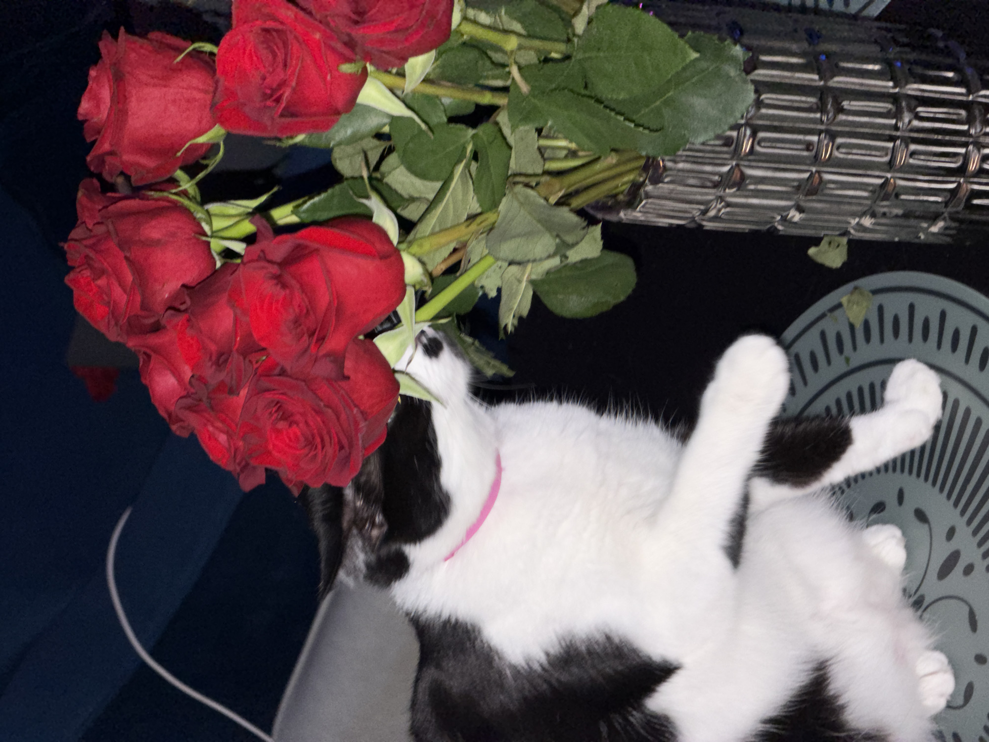 Two women spend casual evening together in Belgrade with cat