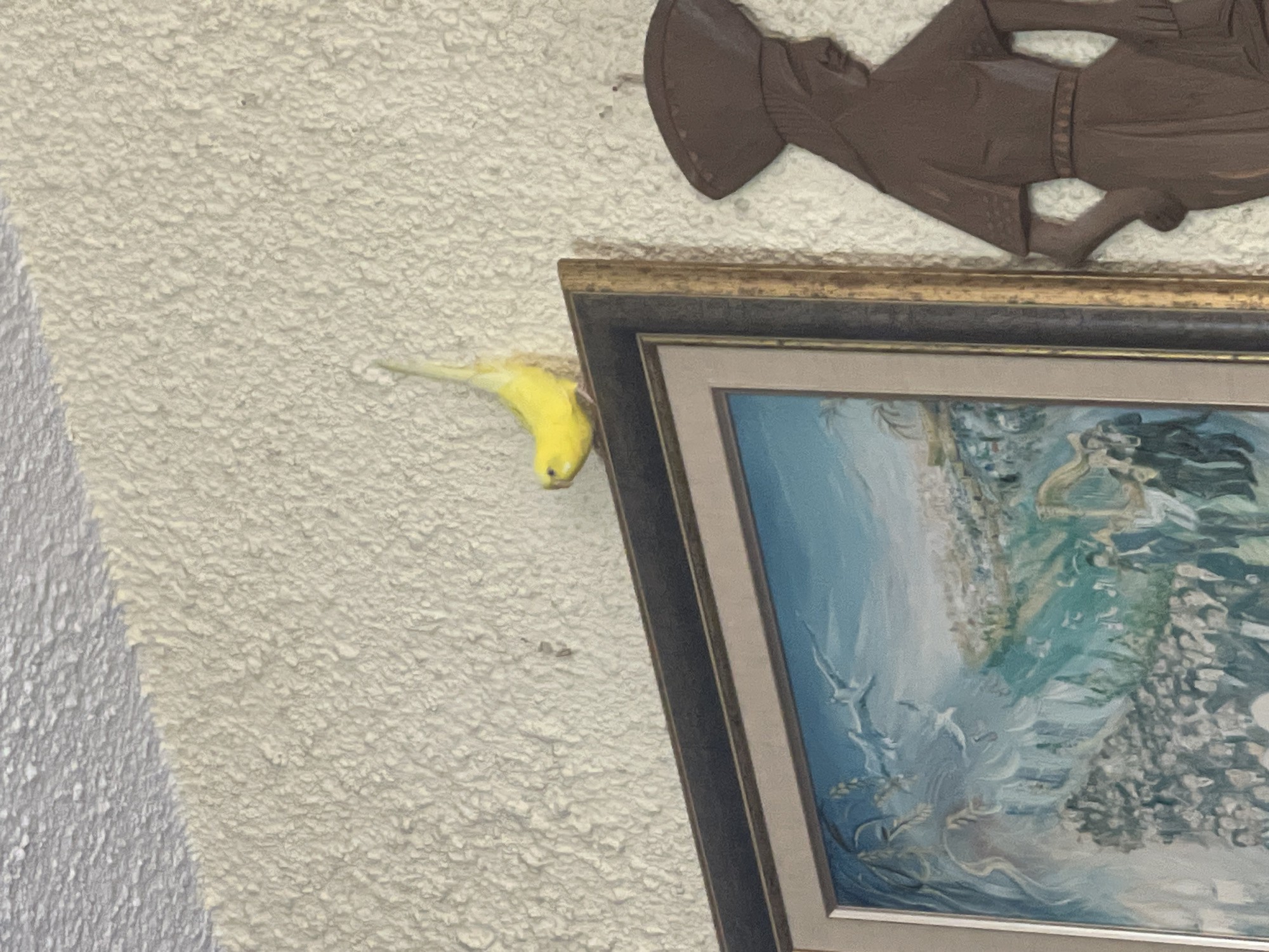 Yellow parakeet perches on decorated wall in Petah Tikva