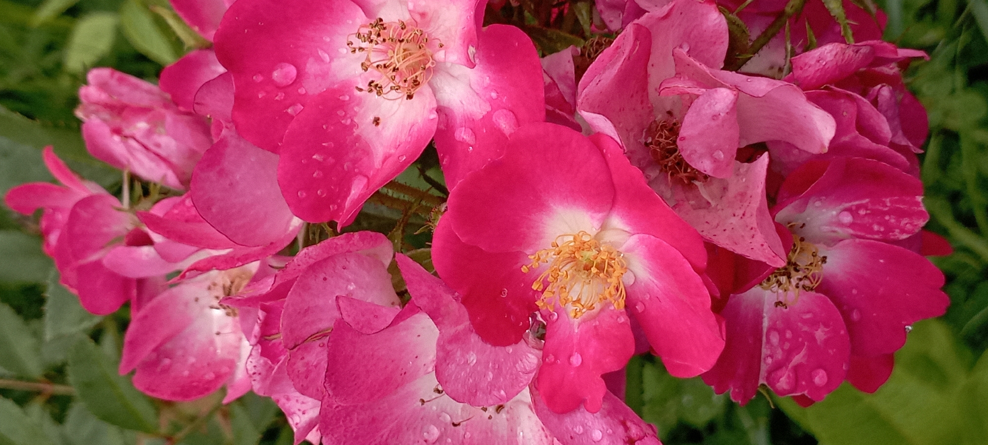 Dew-covered roses in bloom, Radisne, Ukraine