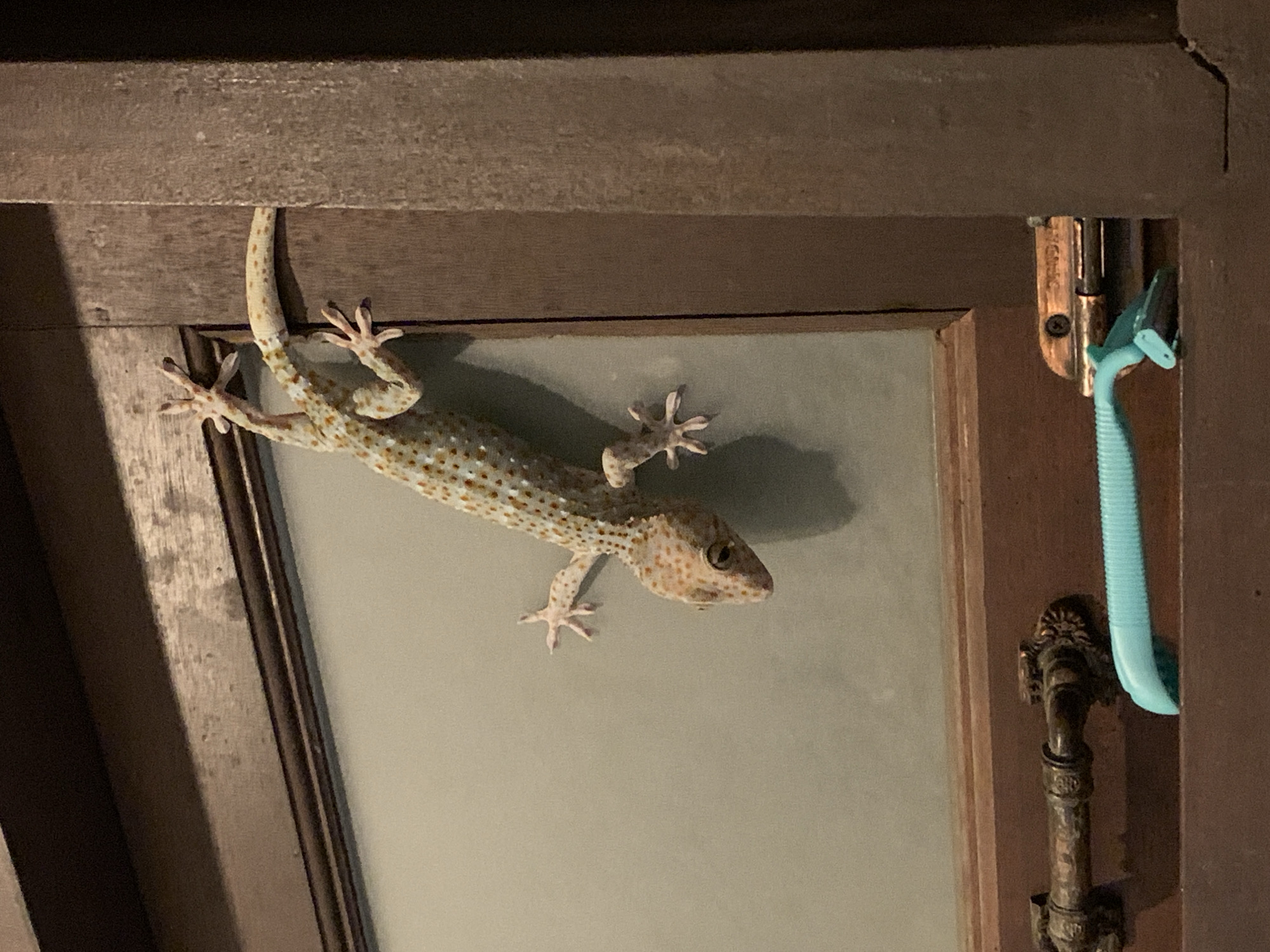 Tokay gecko explores walls and door frames of a Thai home