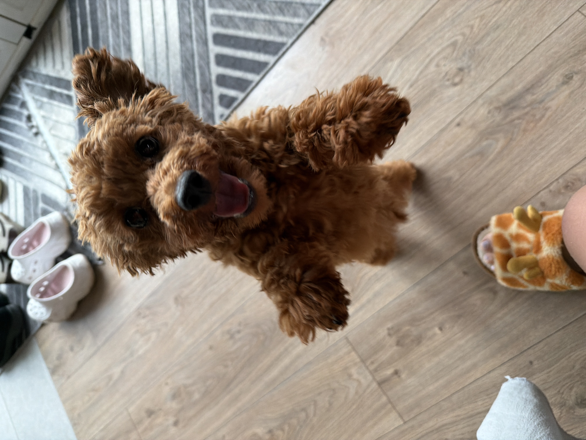 Toy poodle obsessed with giraffe slippers, Sofia backyard