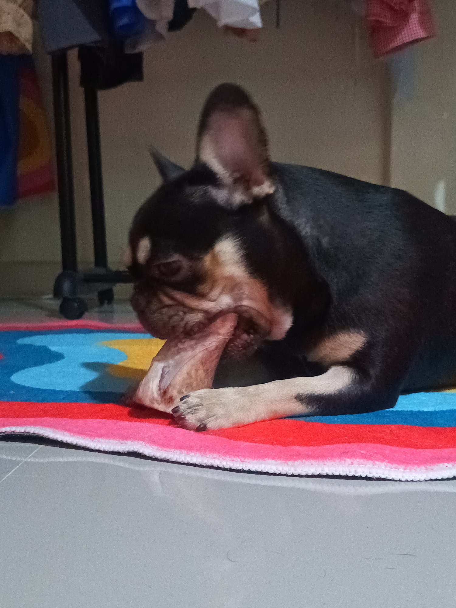 French Bulldog plays with bone on colorful mat in Thailand