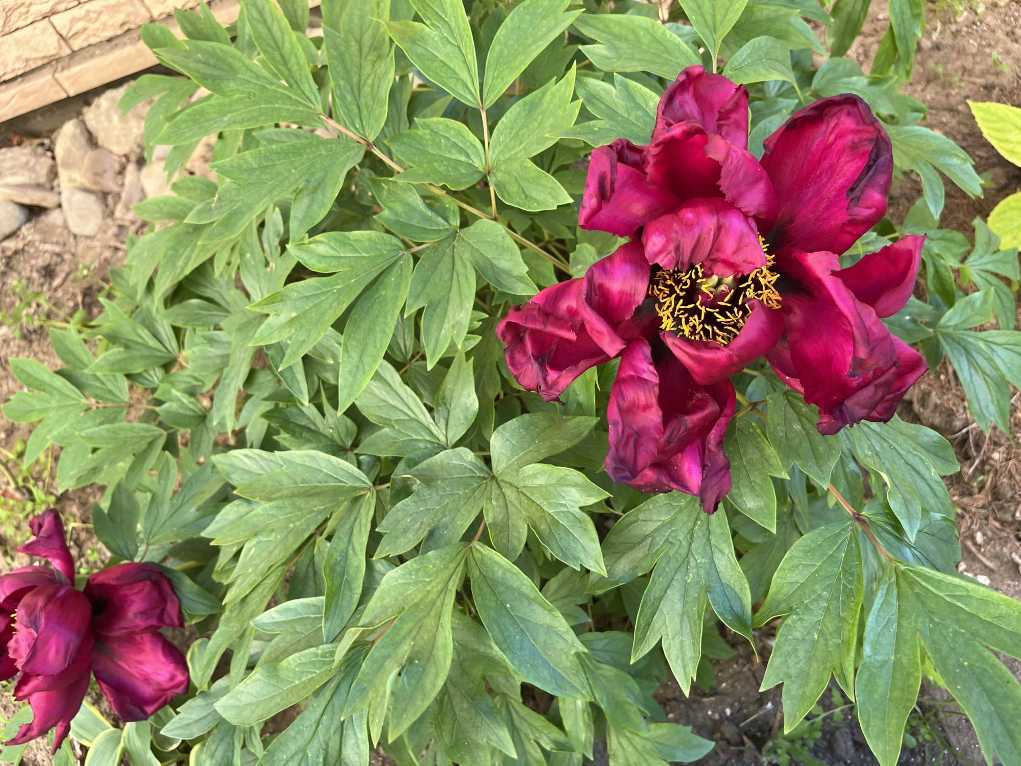 Afternoon garden documentation captures blooming flowers, cat, grilling activity