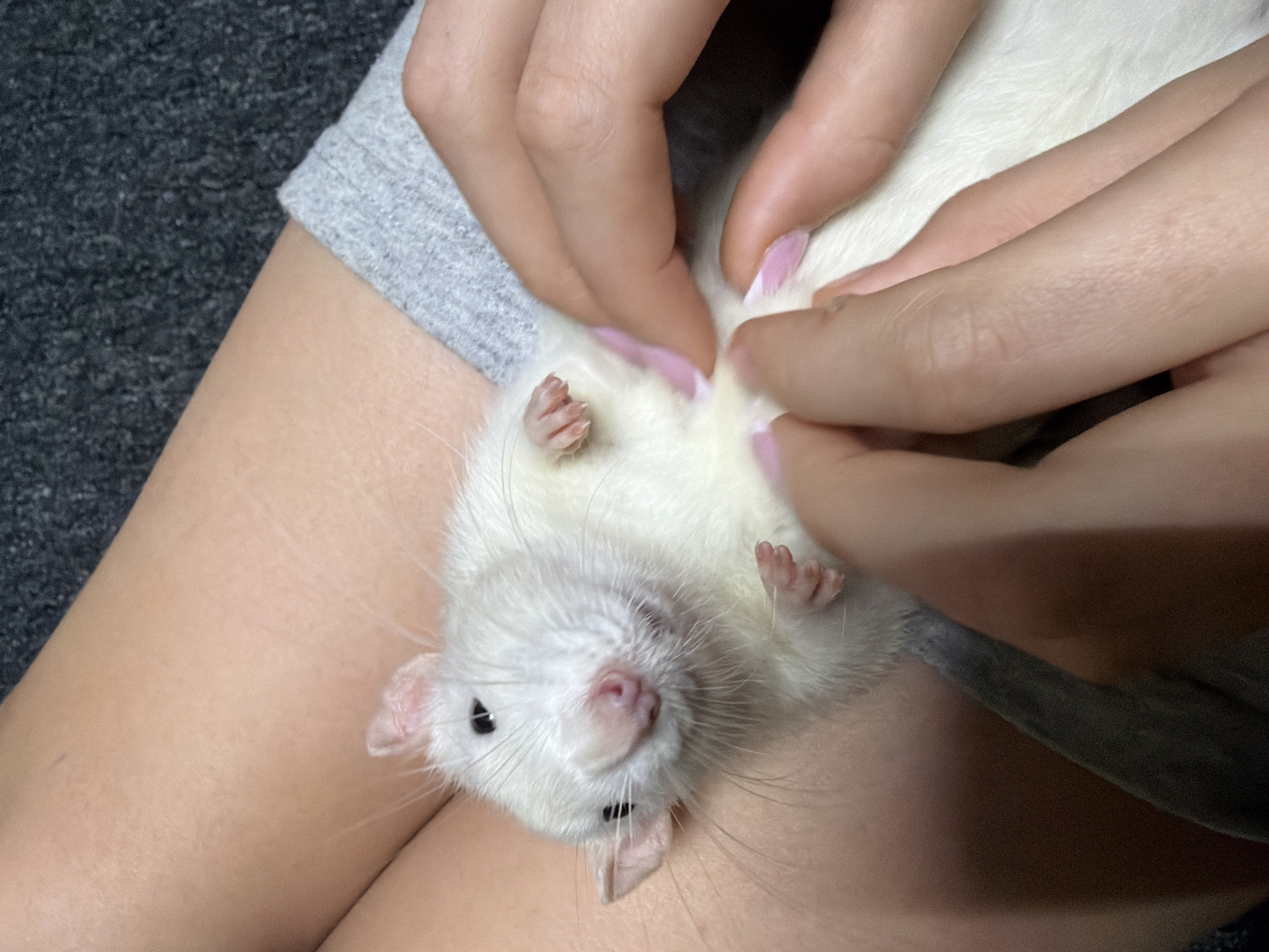 Person holds white rat in lap during casual moment