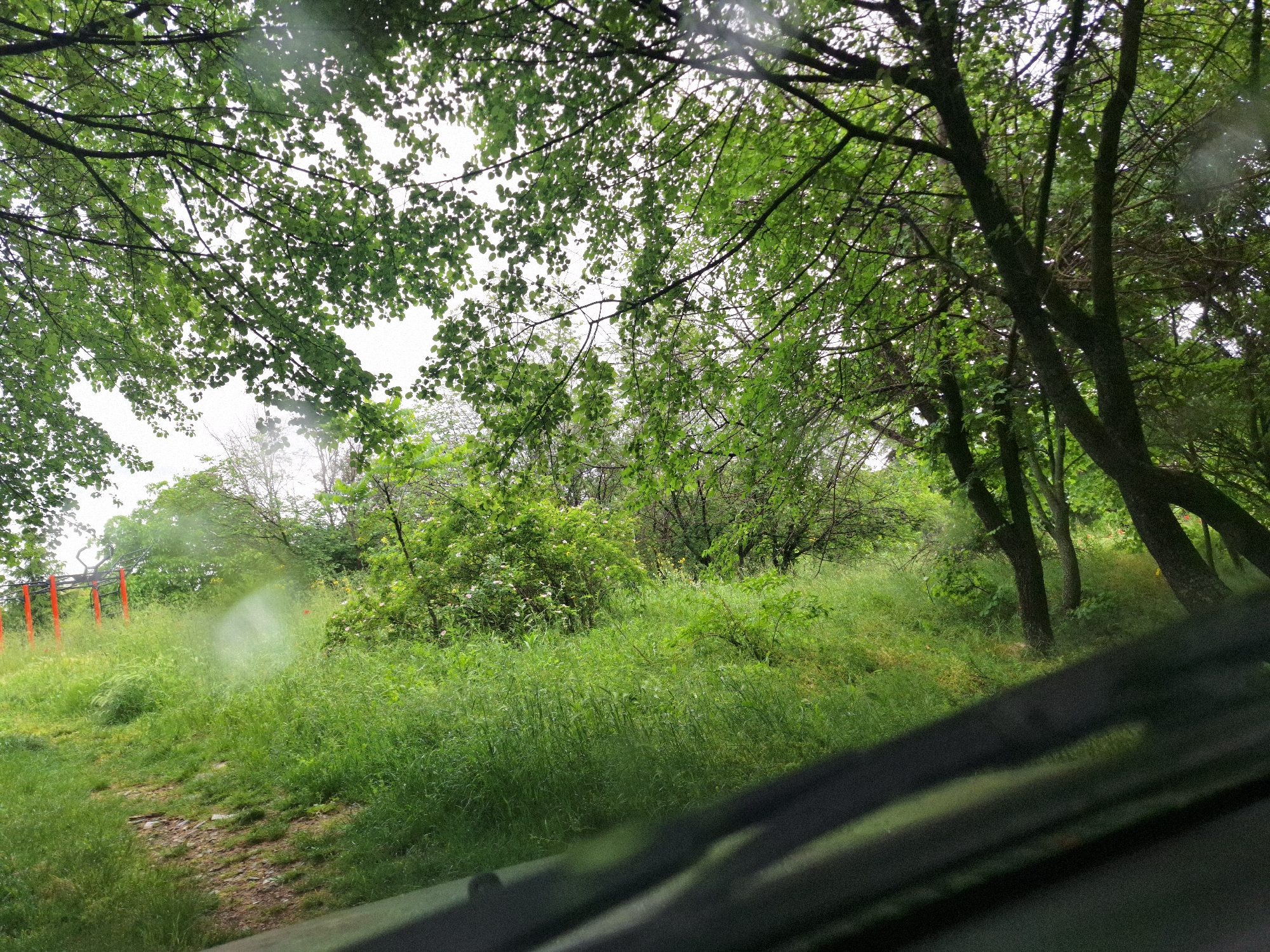 Vehicle occupant observes overgrown green space from car window