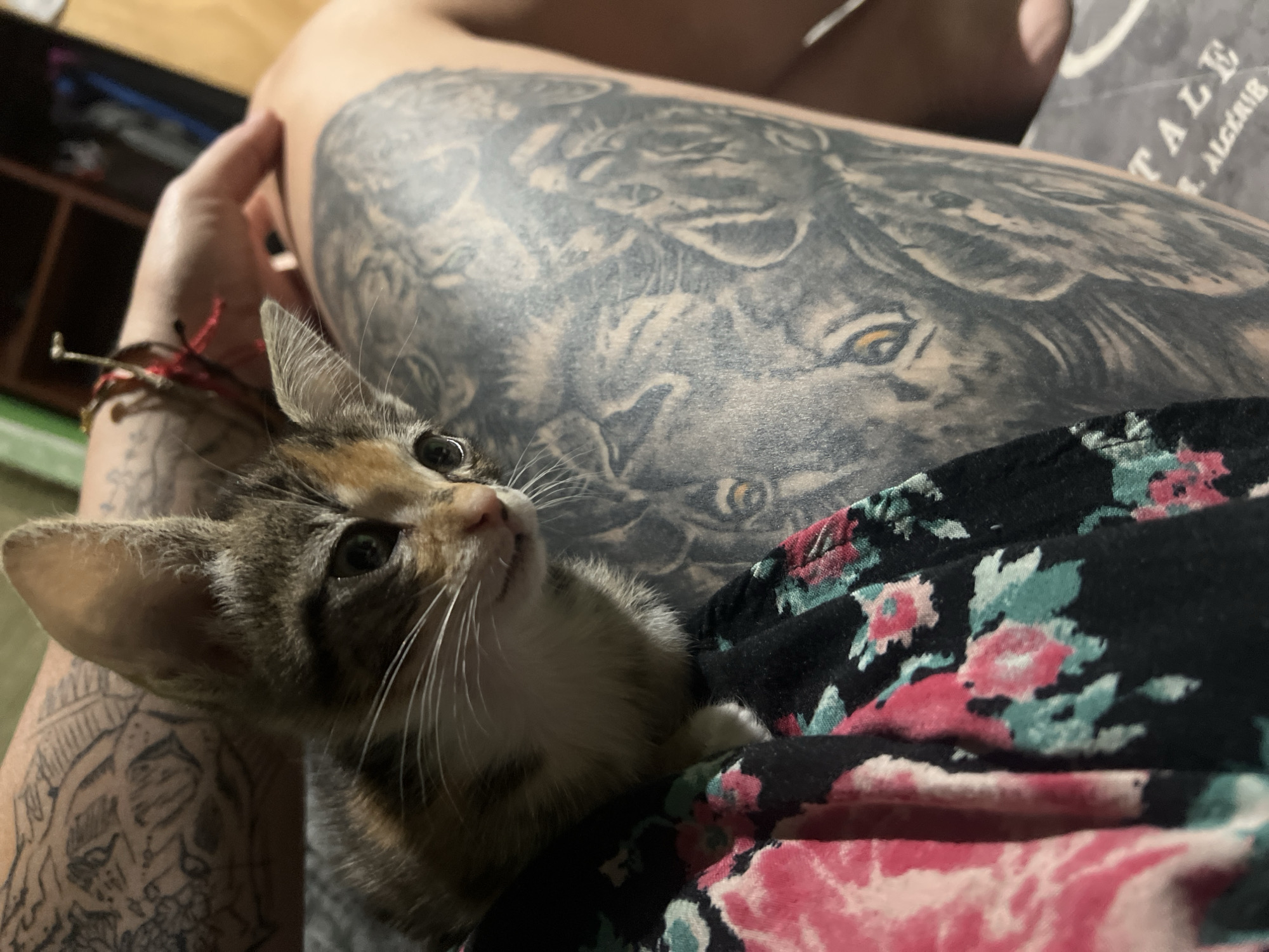Tattooed person cuddles with kittens in early morning Arica