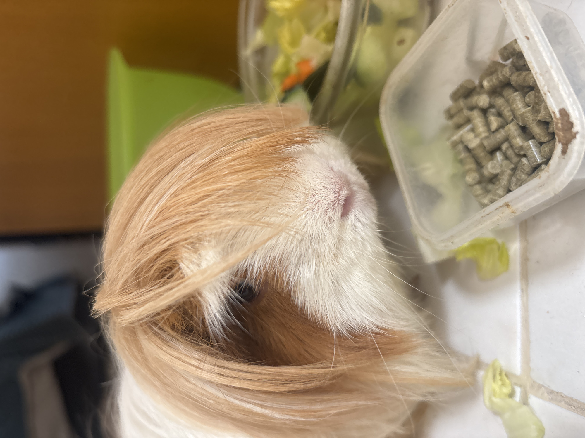 Guinea pig photographed by witnesses in Puebla, Mexico