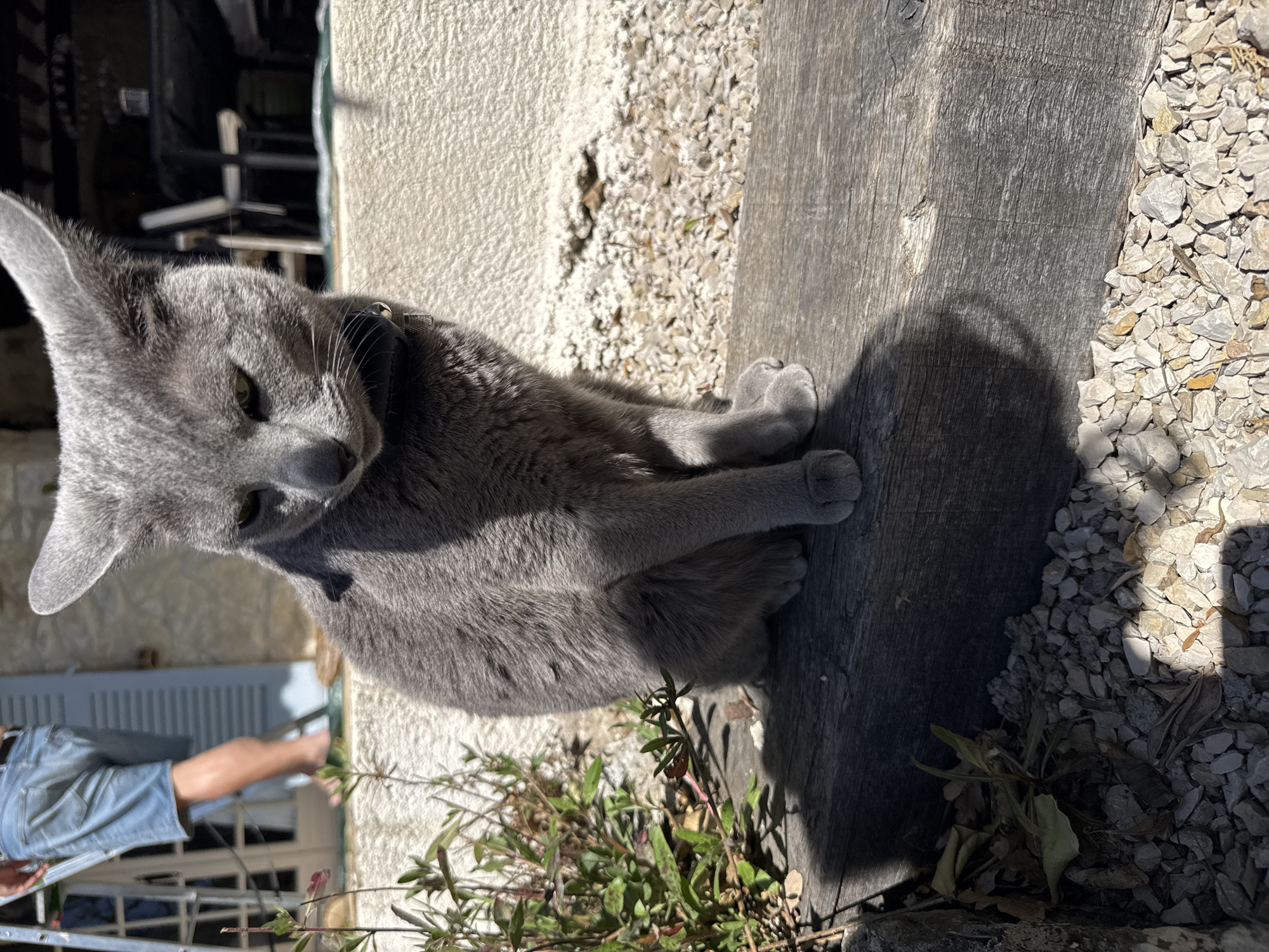 Man works on roof beams while cat observes in French village