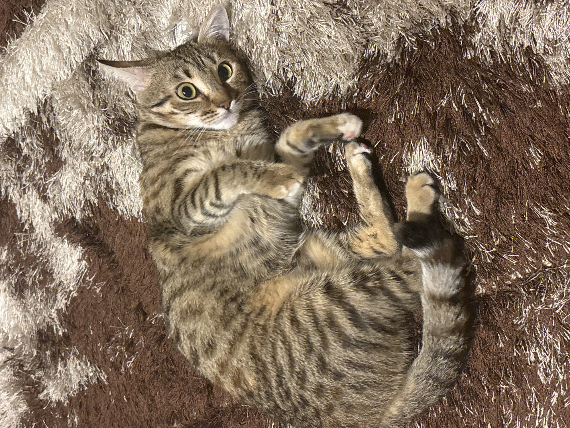 Tabby cat relaxes on rug in Sofia home