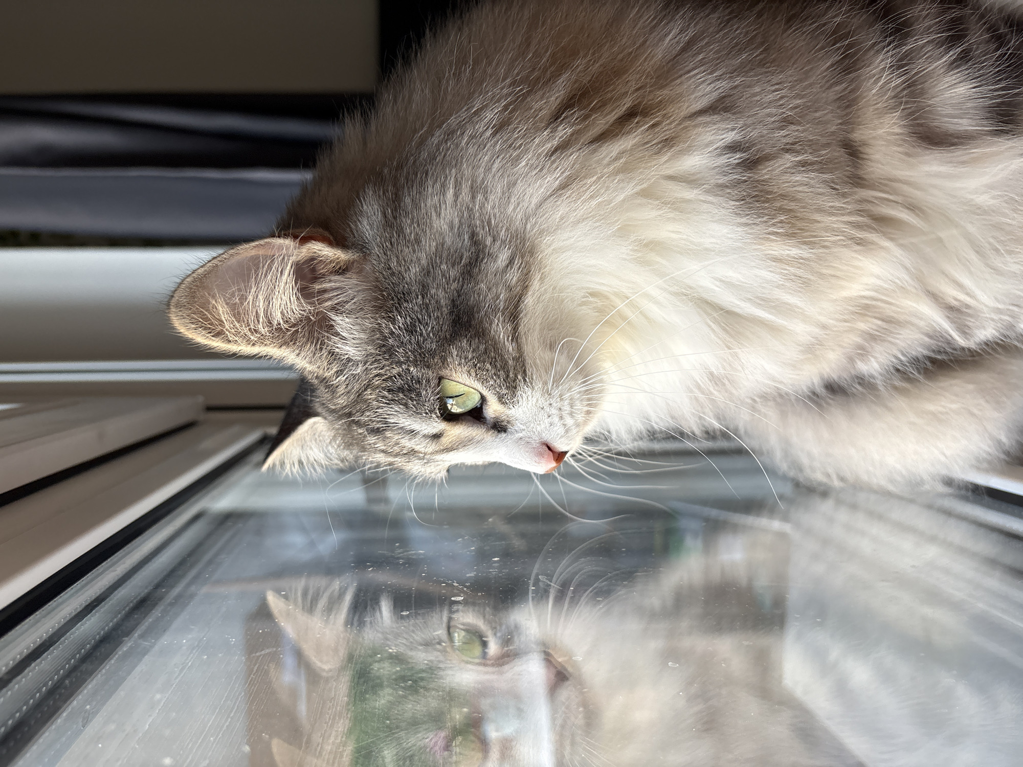Cat observed at window in Chasovnya, Russia apartment