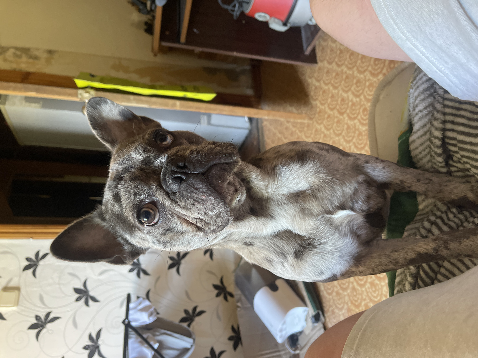 Lazy afternoon at home in Shcherbinka — dogs, selfies, streets