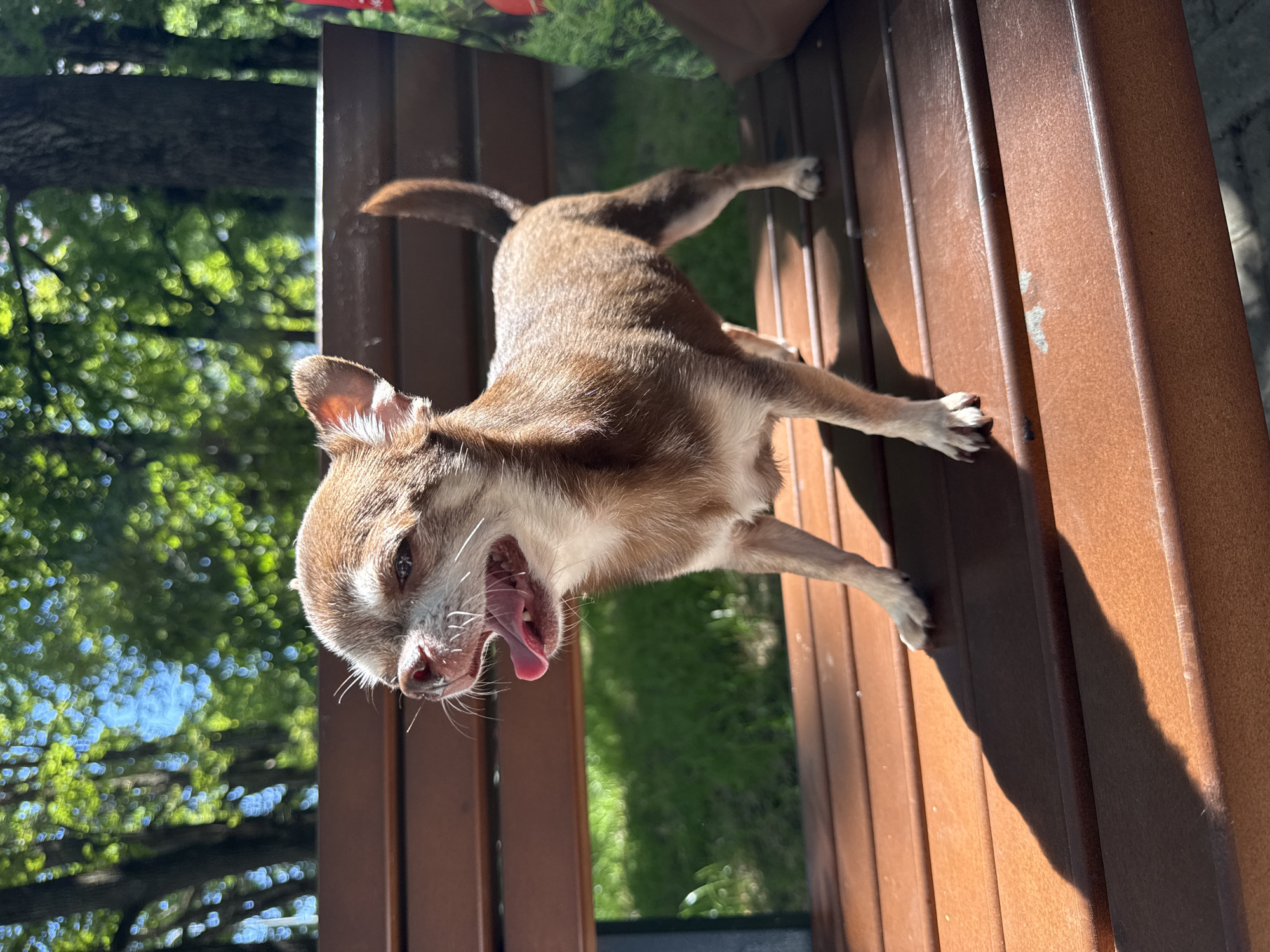 Lazy summer day selfies with a chihuahua in tow