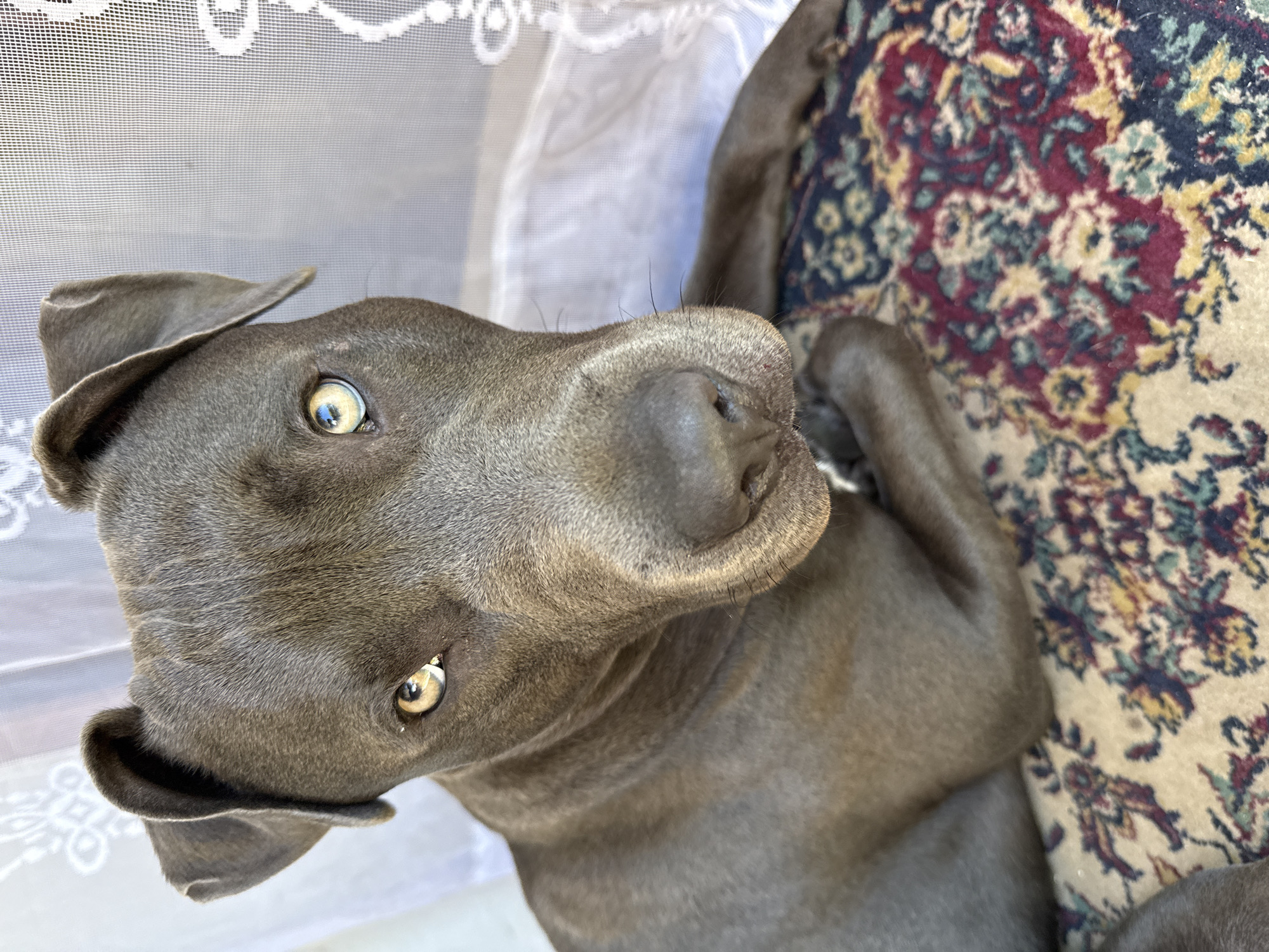 Grey pit bull resting on a colorful floral rug