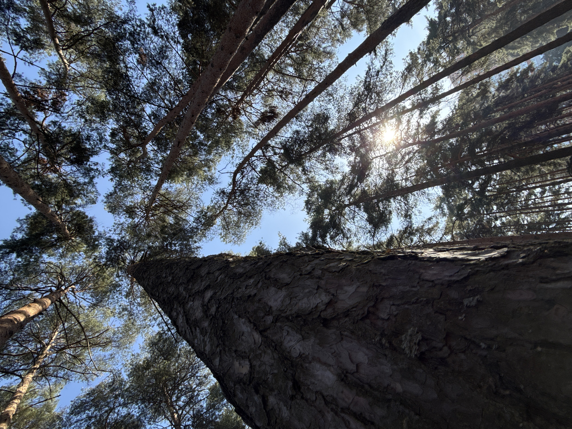 Morning forest walk documented in Dmitrov, Russia
